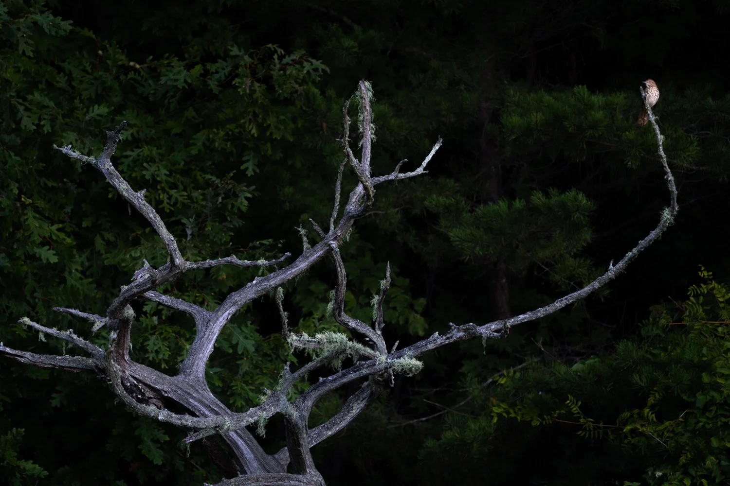Thrasher in a Tree. Virginia. 