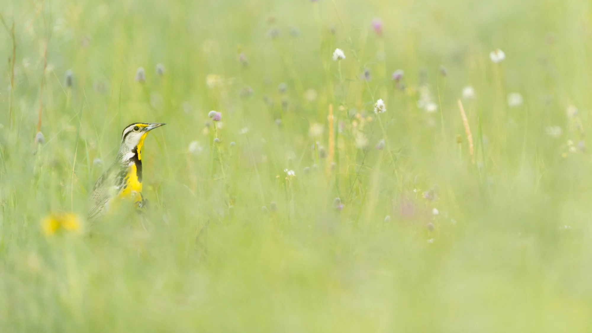 Eastern Meadowlark in the grass. Central Kansas.