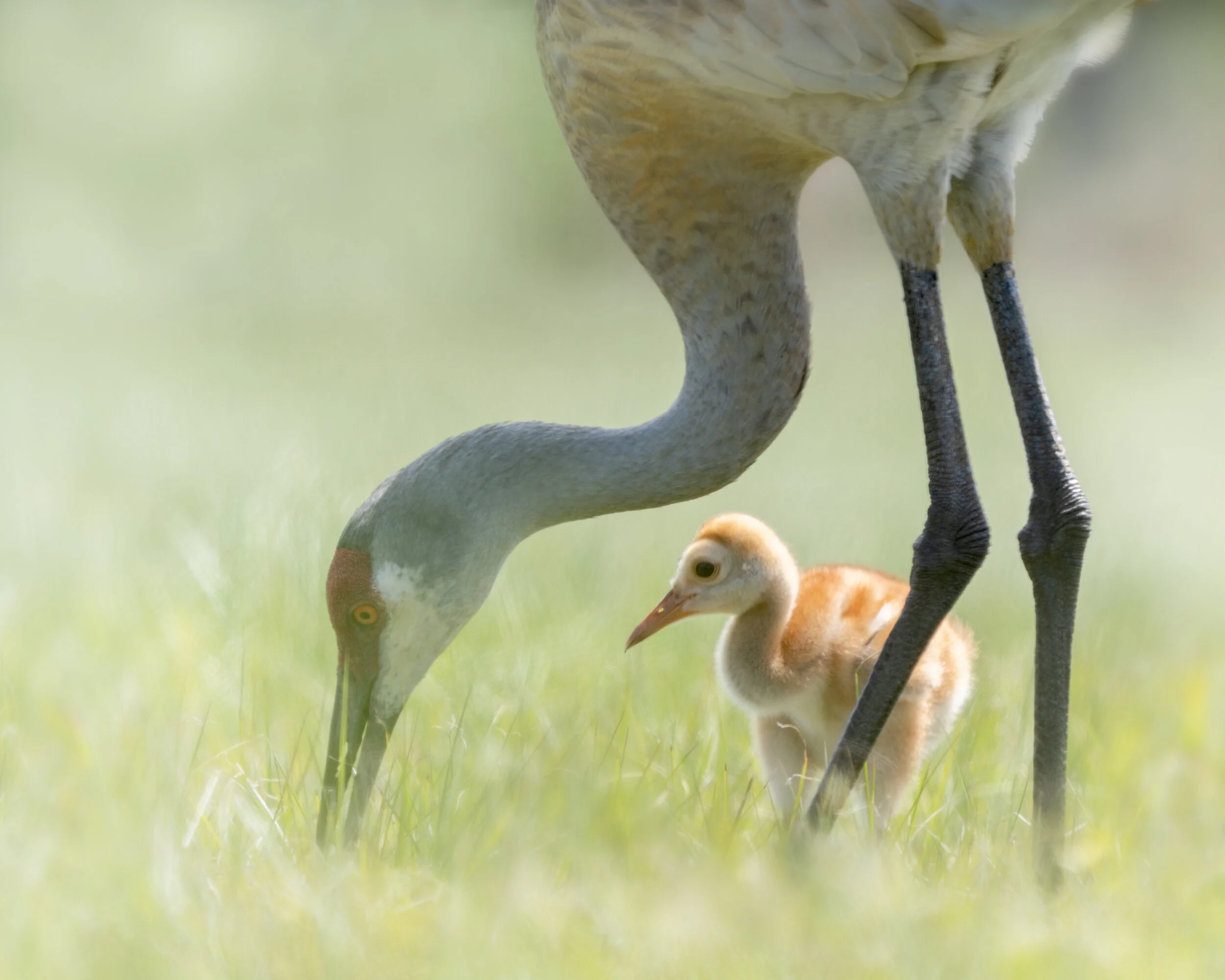 Sandhill Crane and young colt waiting to be fed. Viera Wetlands, Florida.
