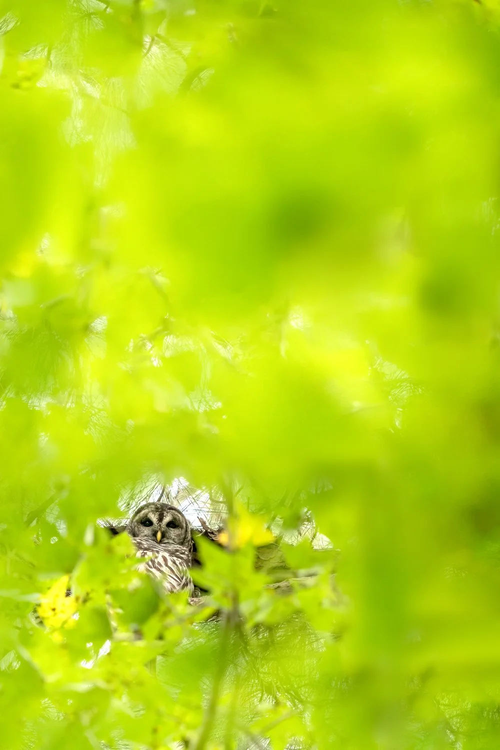  A barred owl peaks through the forest. South Carolina.