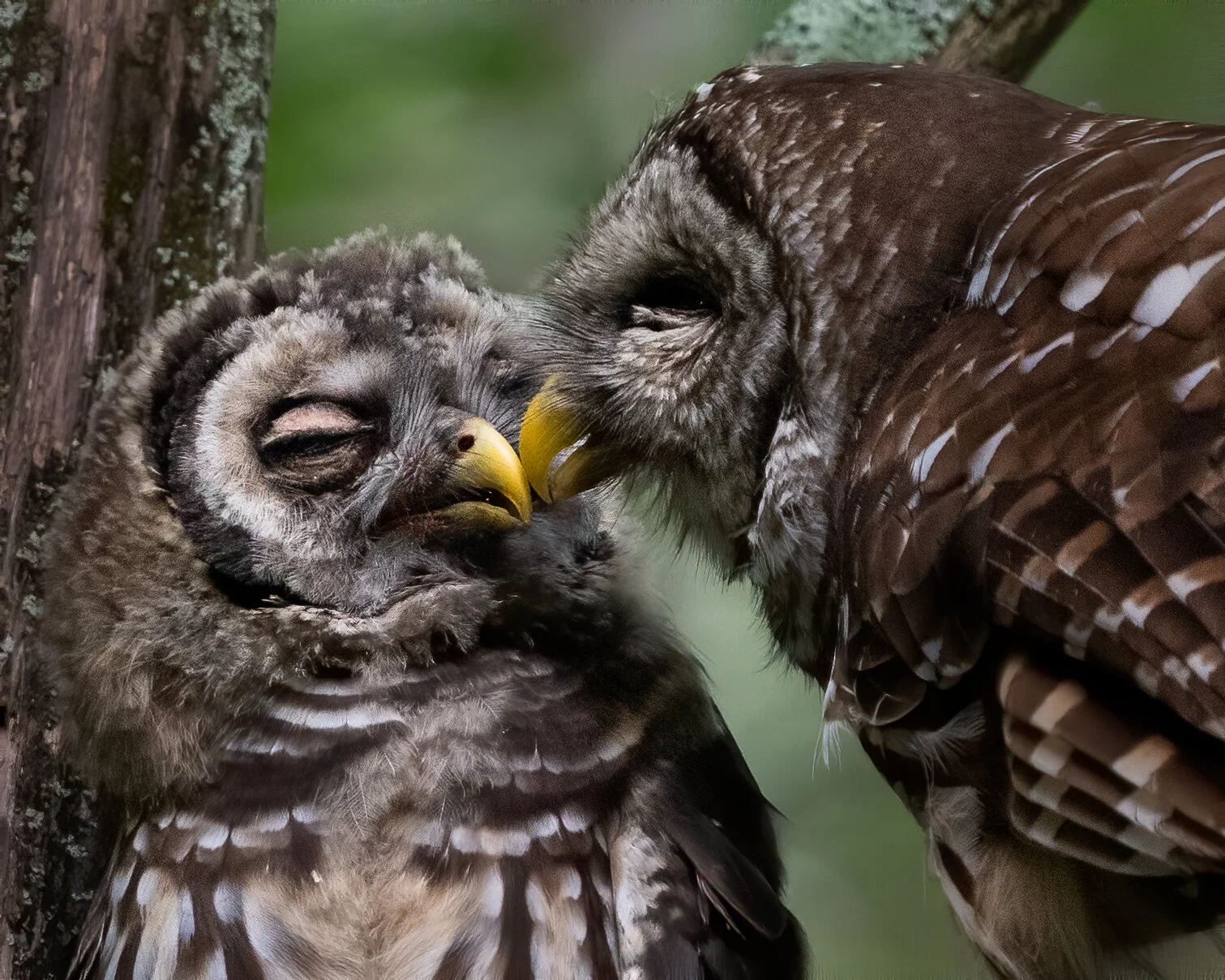 Mother Barred owl with owlet, shortly after feeding. Lake Murray, South Carolina 