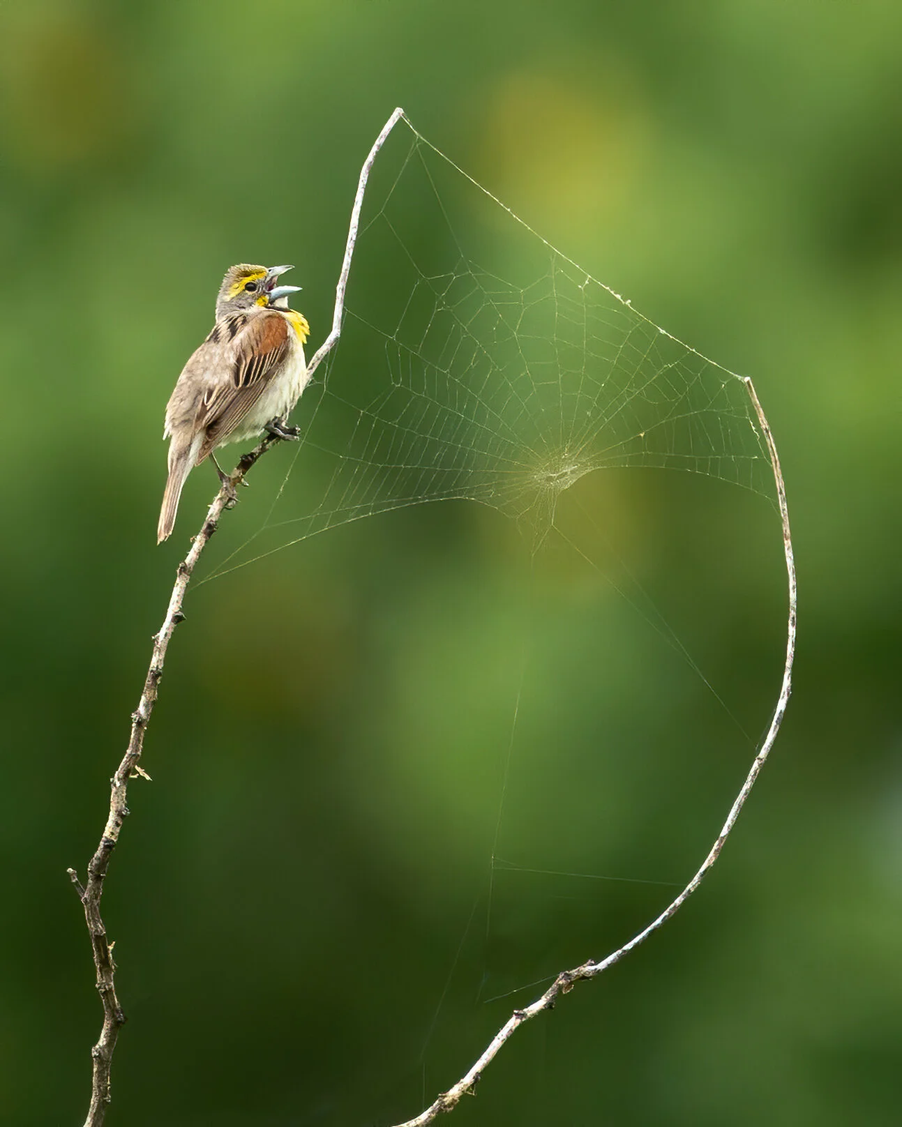 Dickcissel sings from a branch with a spider web. Central Kansas.