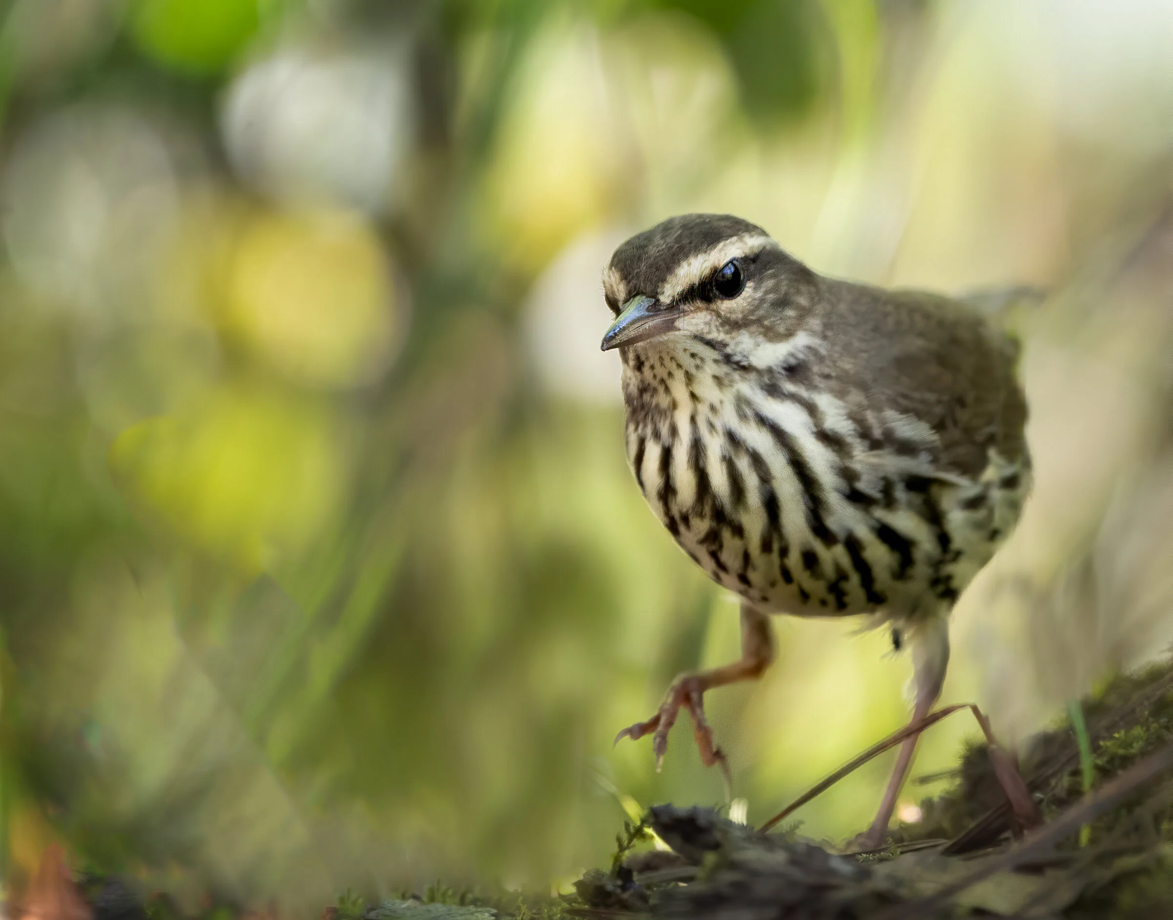 Northern Waterthrush. Congaree Creak Heritage Preserve, South Carolina 