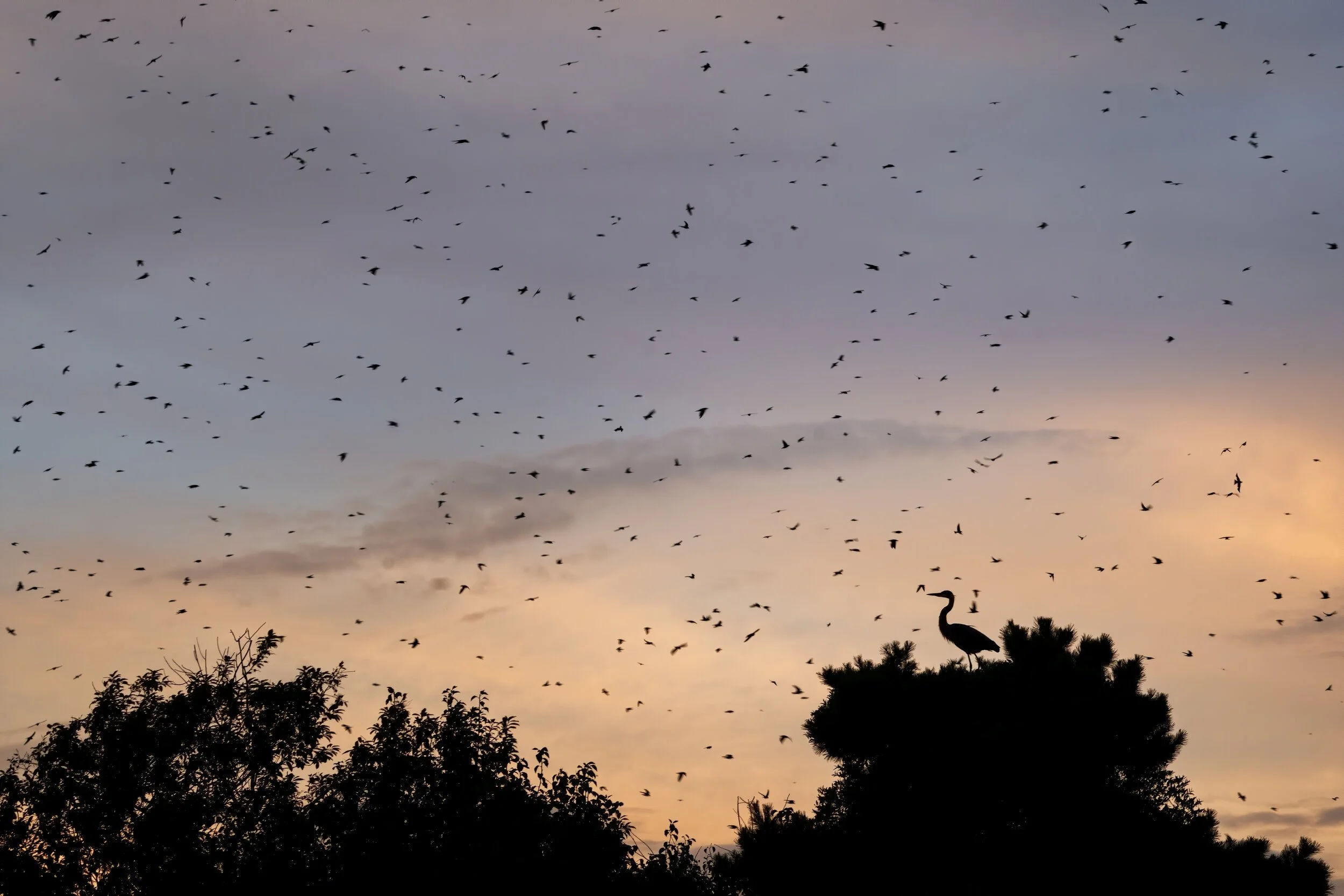 Great Blue Heron and Purple Martins at sunset. Lake Murray, South Carolina