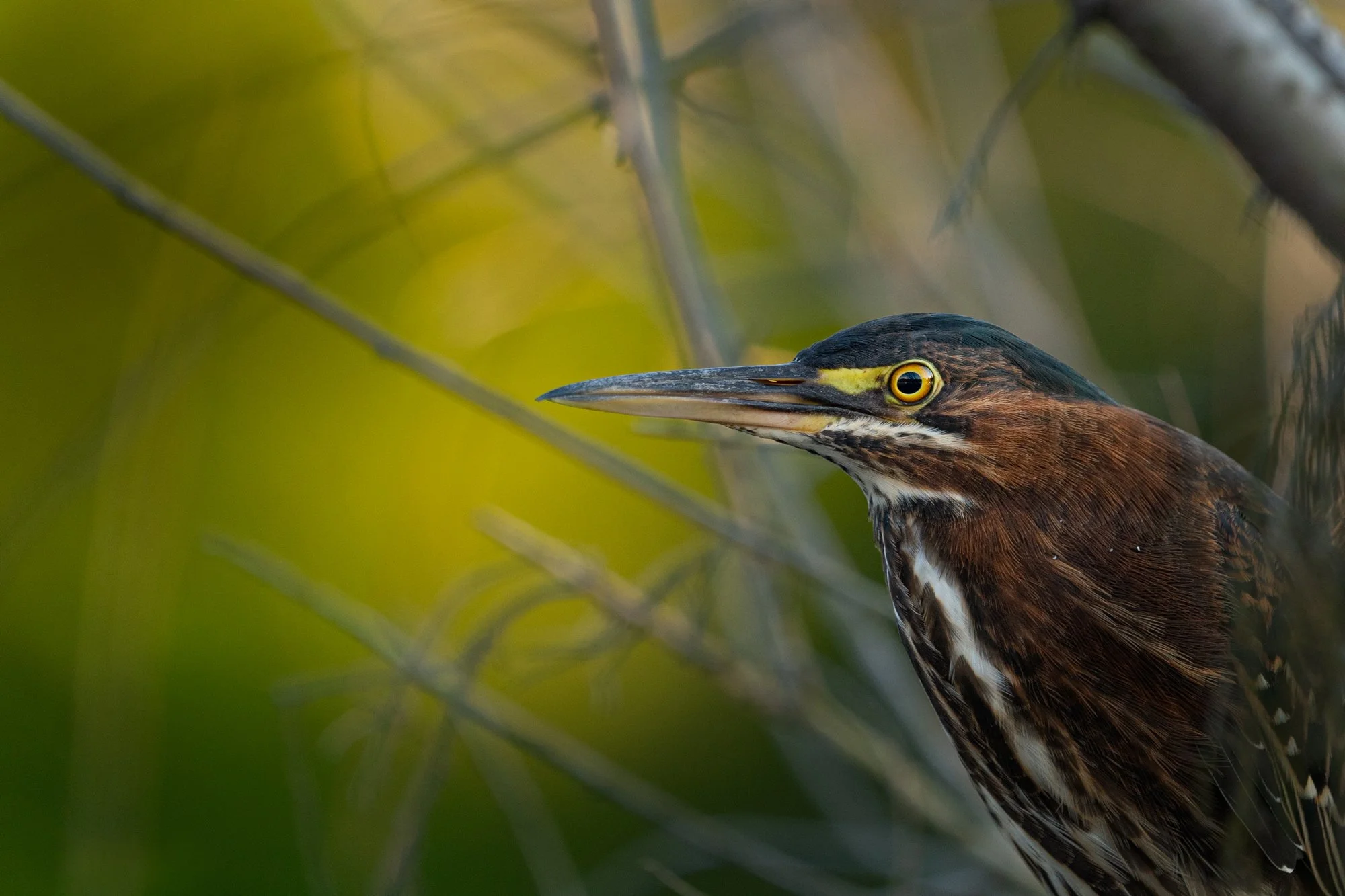Green Heron portrait. South Carolina.