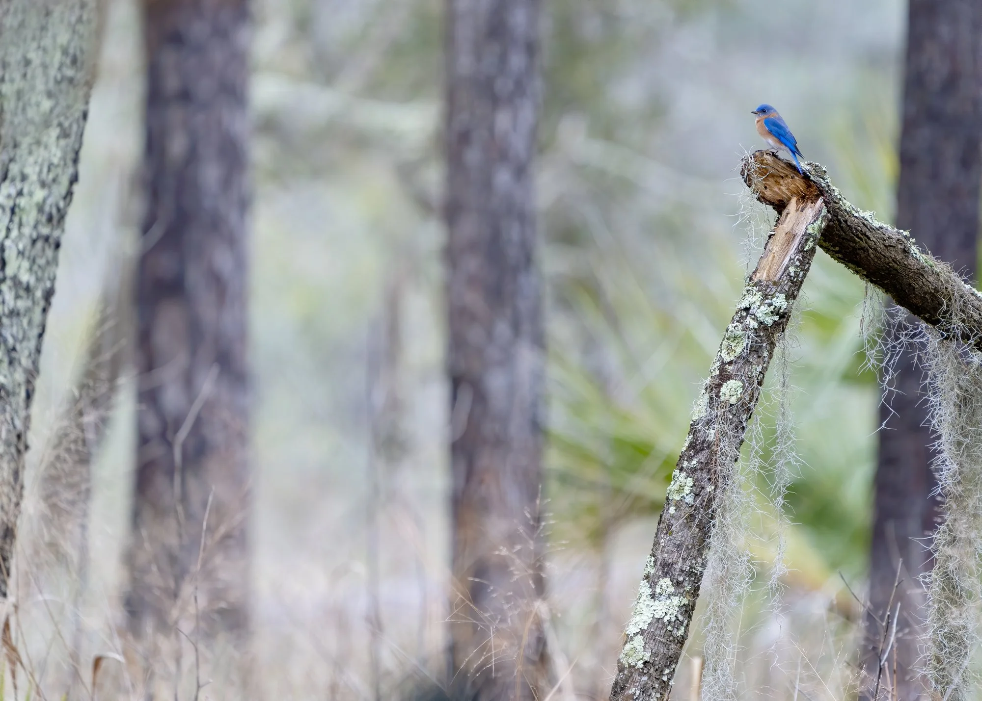 Blue Bird in Habitat. South Carolina.