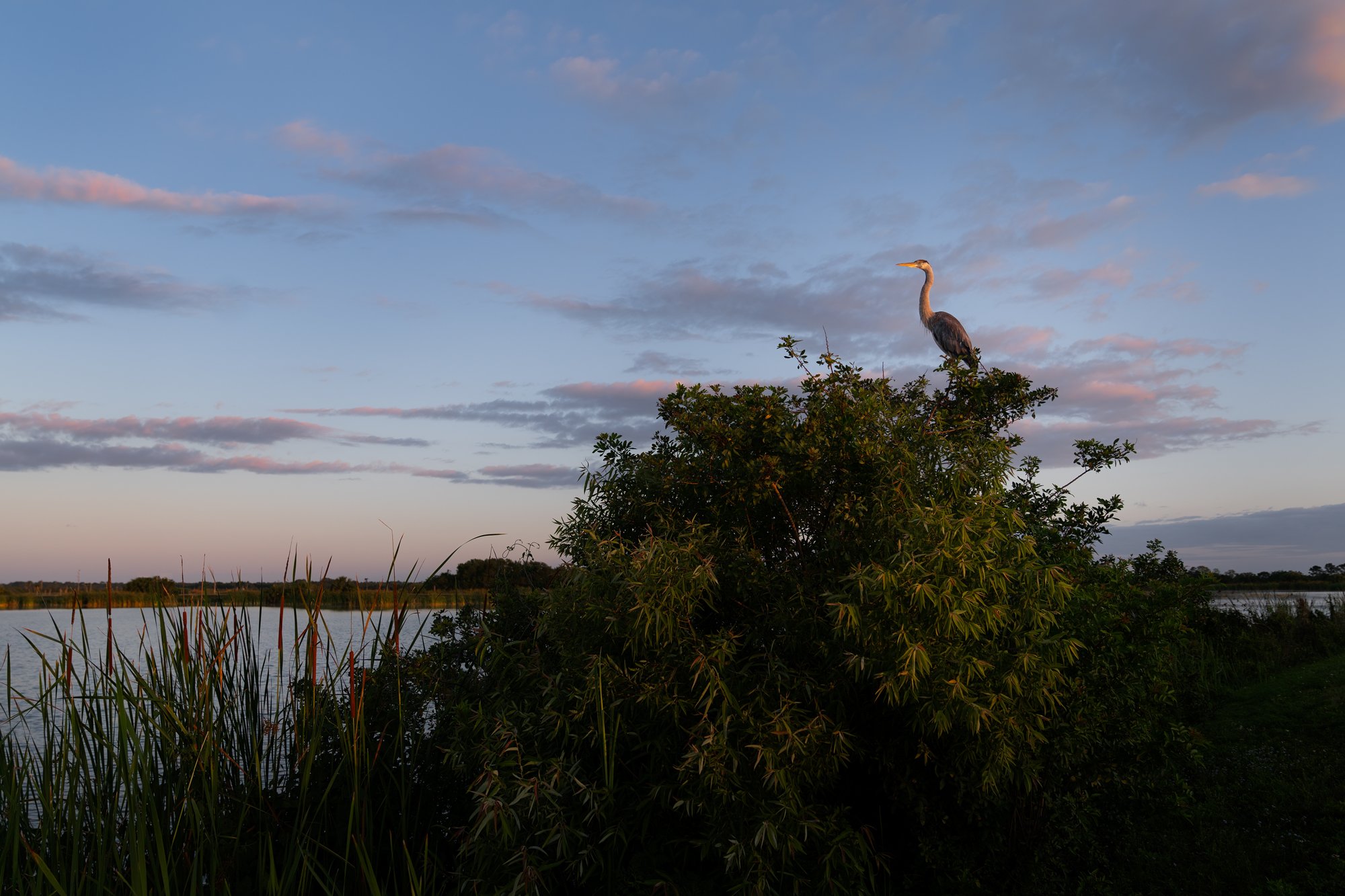 A Great Blue Heron in the marsh. Florida.