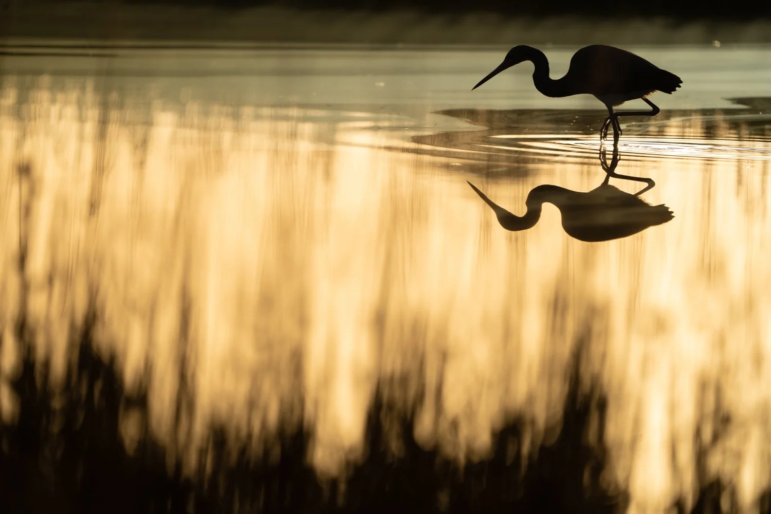 A Heron hunts in the marsh. South Carolina.