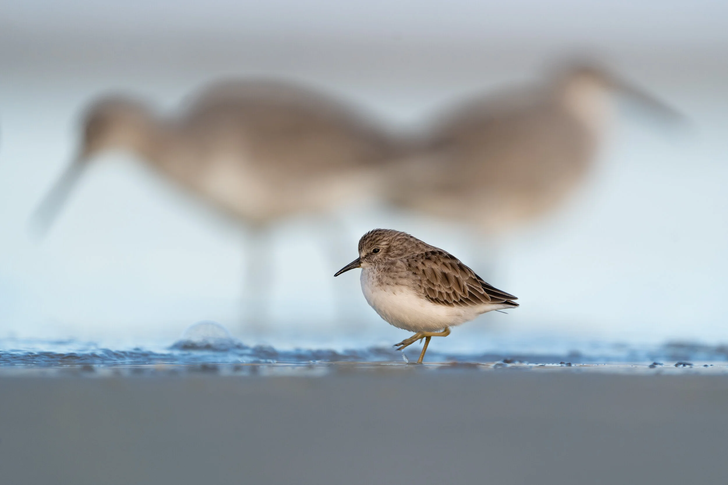 Least Sandpiper framed by Marbled Godwits. Hilton Head Island, South Carolina 