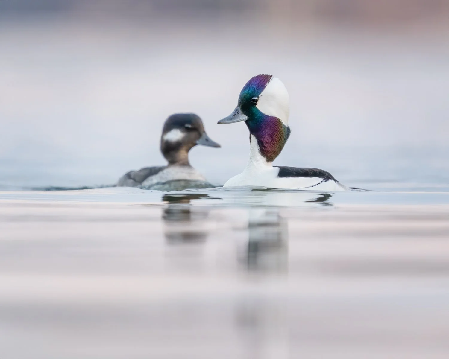 Bufflehead Pair. South Carolina. 
