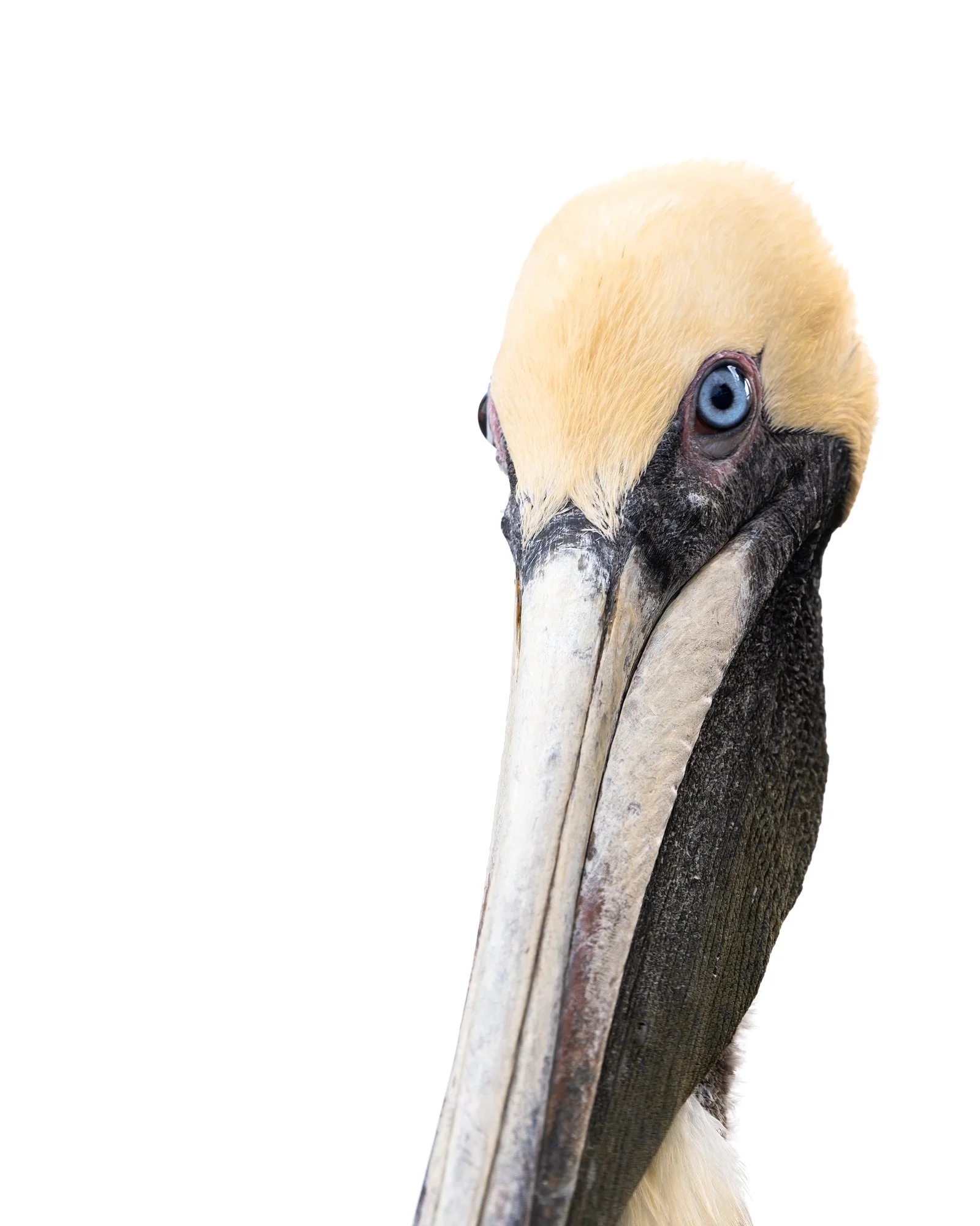 American Pelican. Florida. 