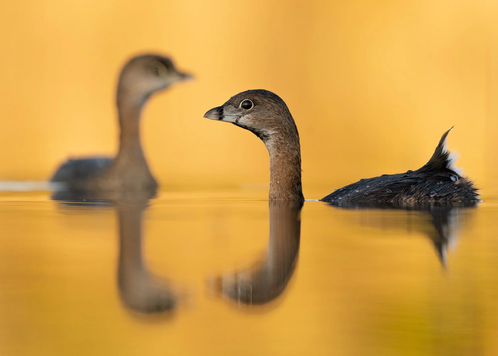 Pied Billed Grebes. South Carolina