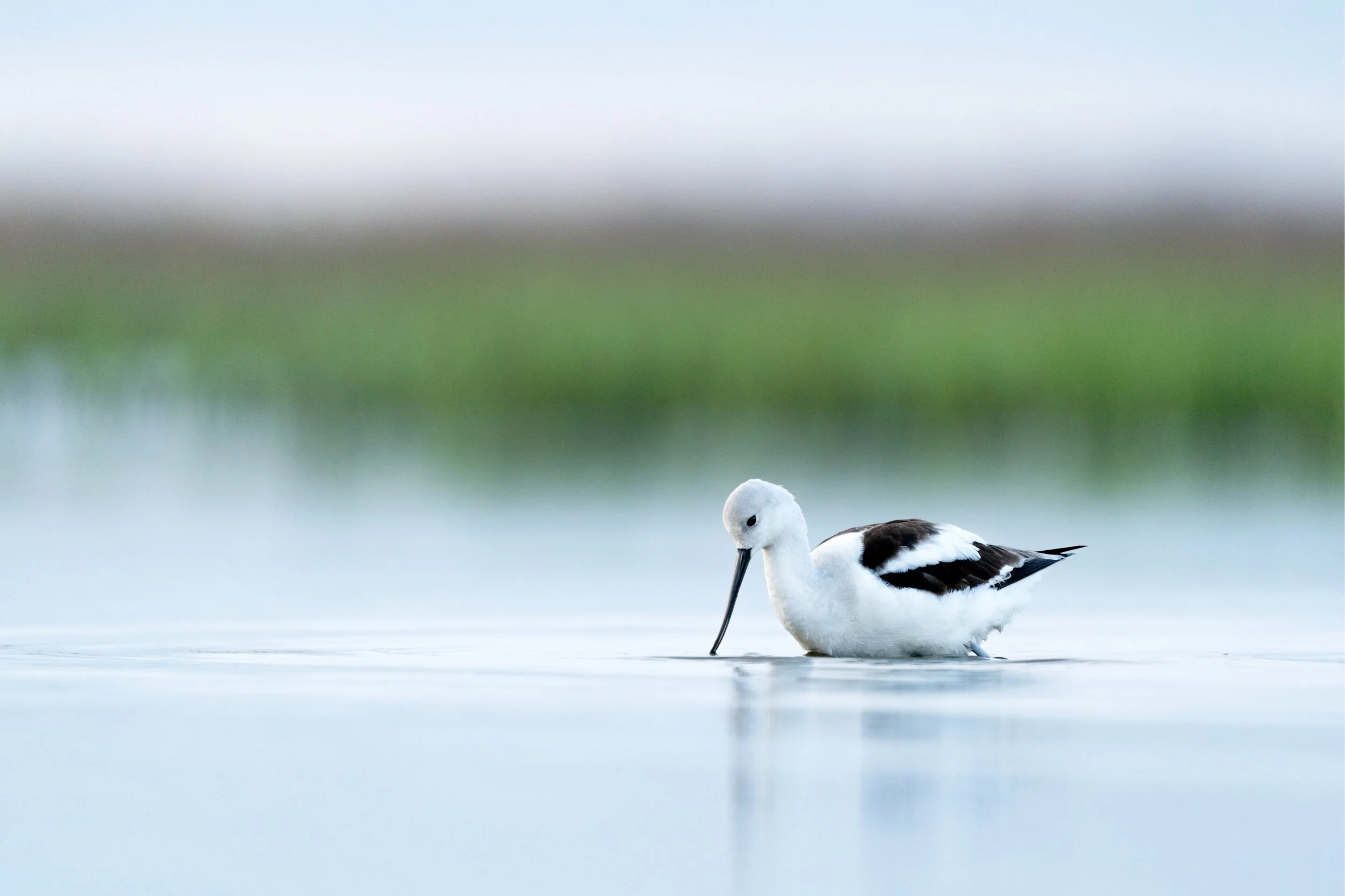 American Avocet feeds in a coastal marsh. Bear Island WMA, South Carolina 
