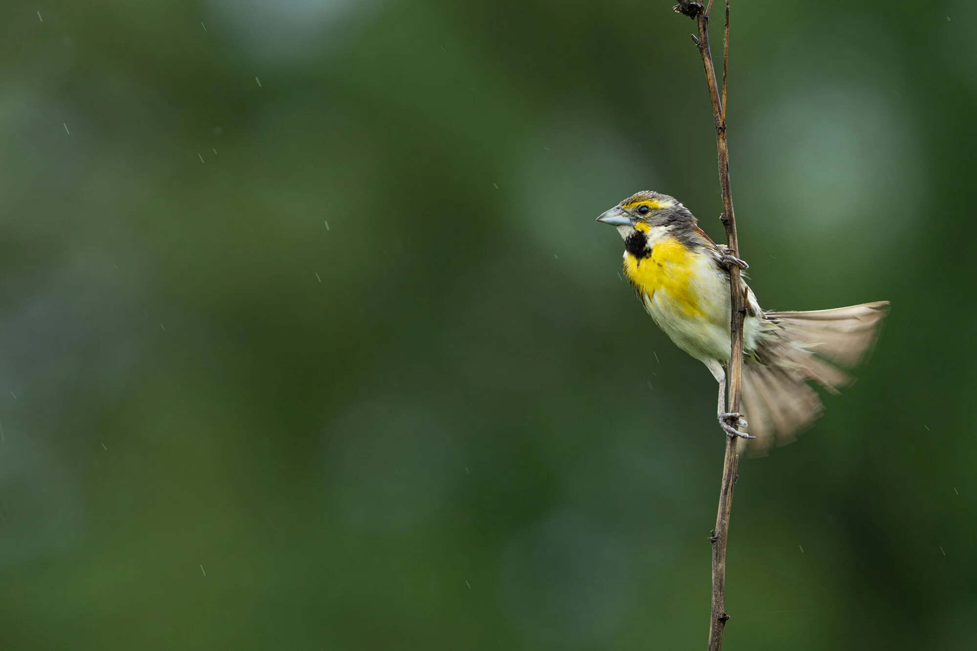 Dickcissel, preforming a territorial tail flick in the rain. Kansas.