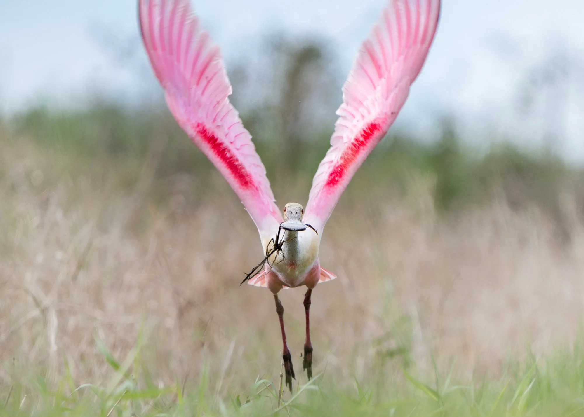 Roseate Spoonbill with nesting material. Florida.