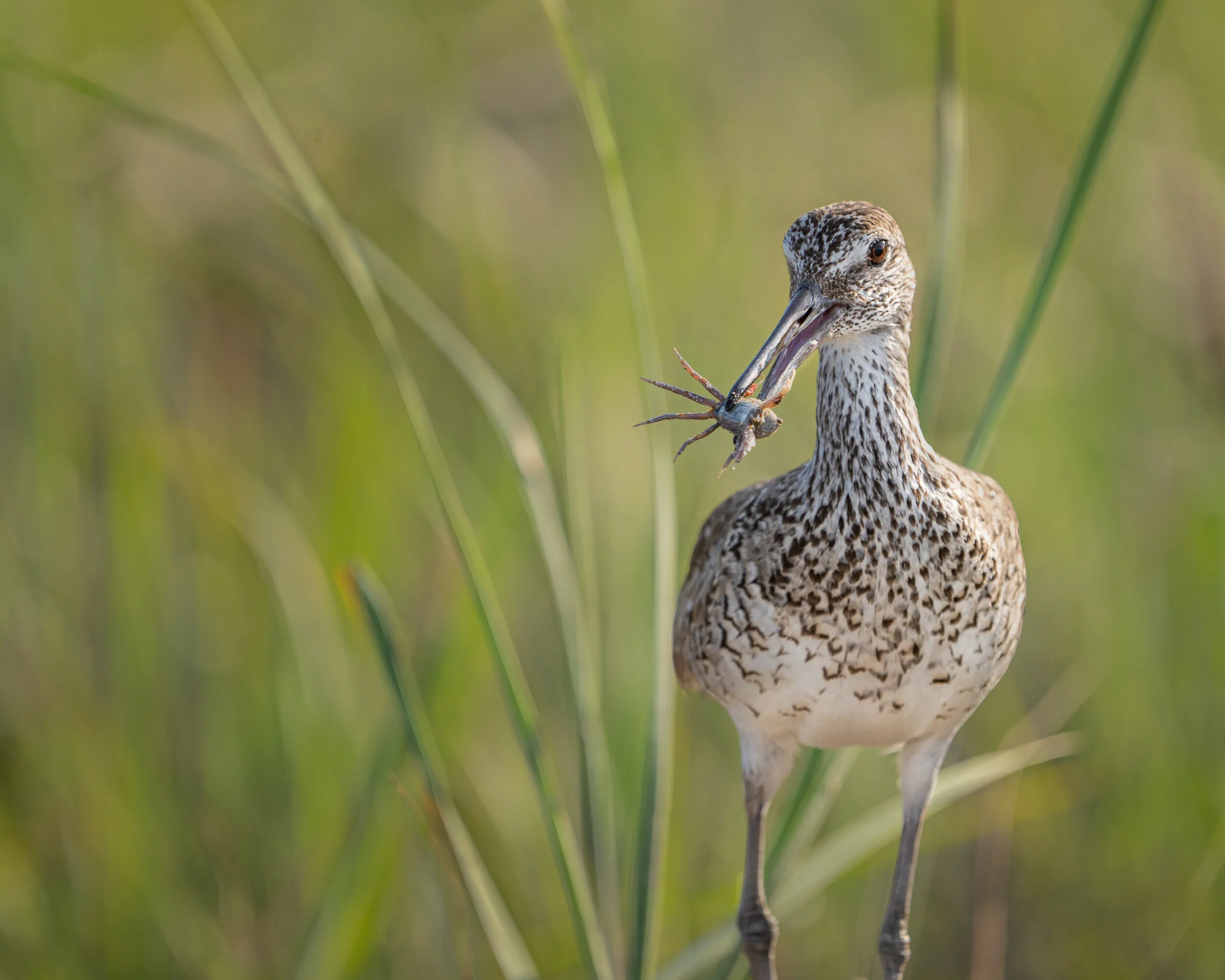 Willet with a freshly caught crab. Hilton Head Island, South Carolina 