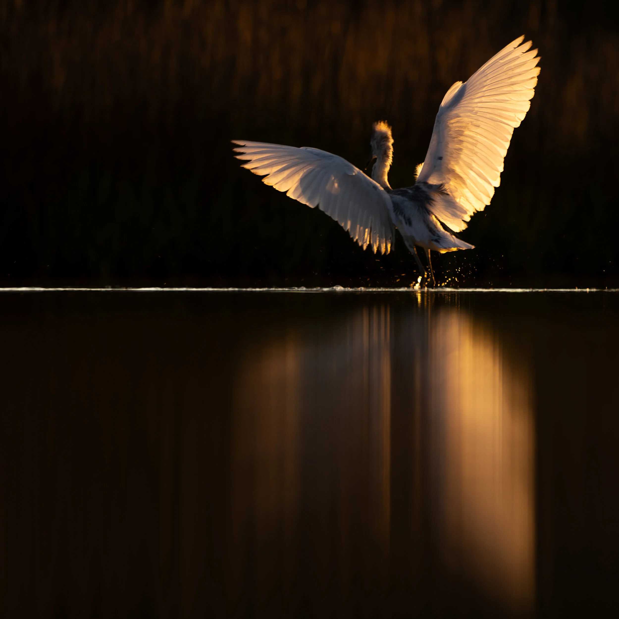 Early morning light shines through a transitional Little blue herons wings. Hilton Head, South Carolina.