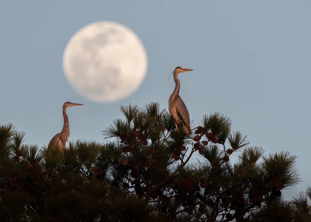 Great Blue Herons with full moon. South Carolina. 