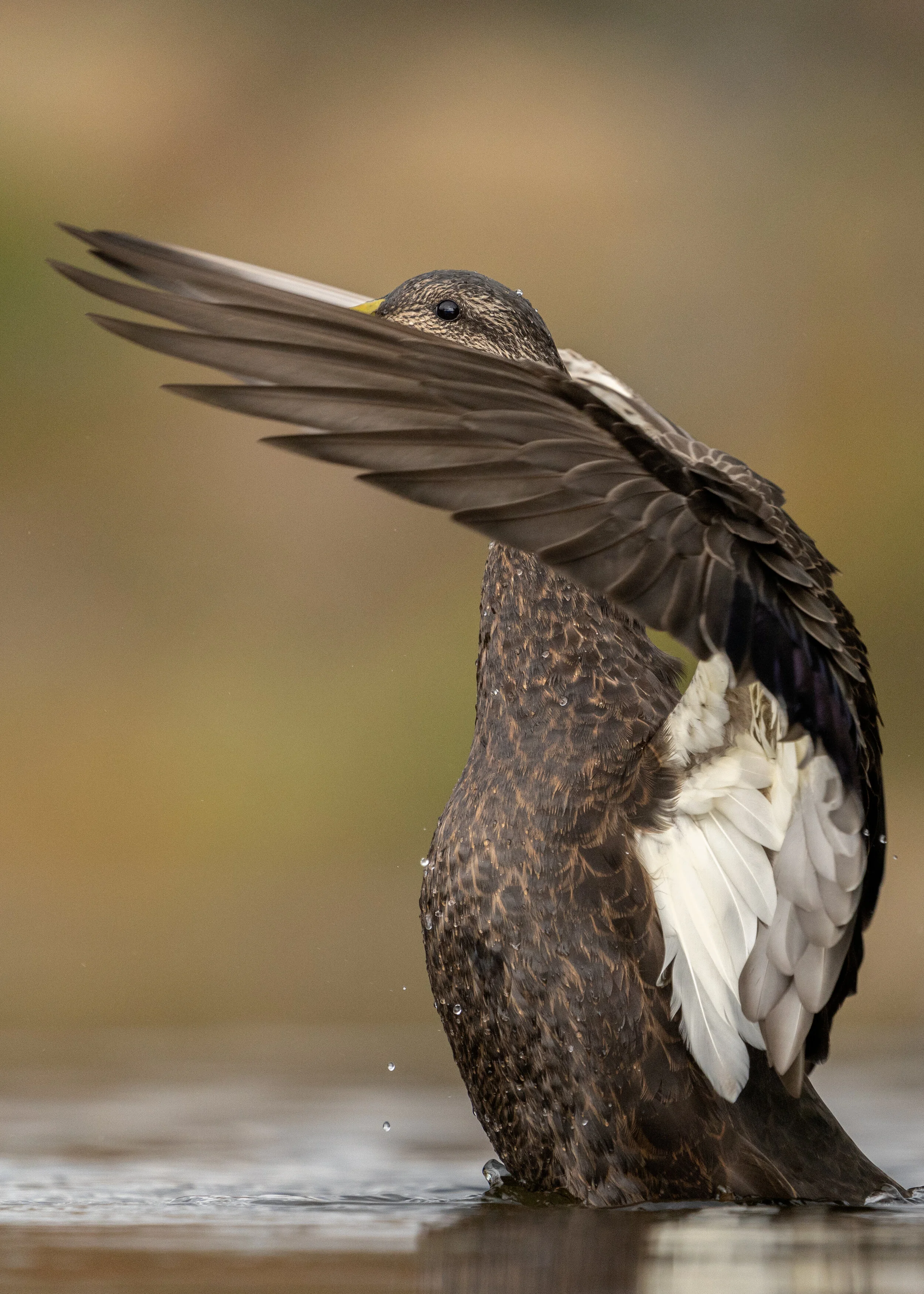 Black Duck wing stretch. Acadia National Park, Maine