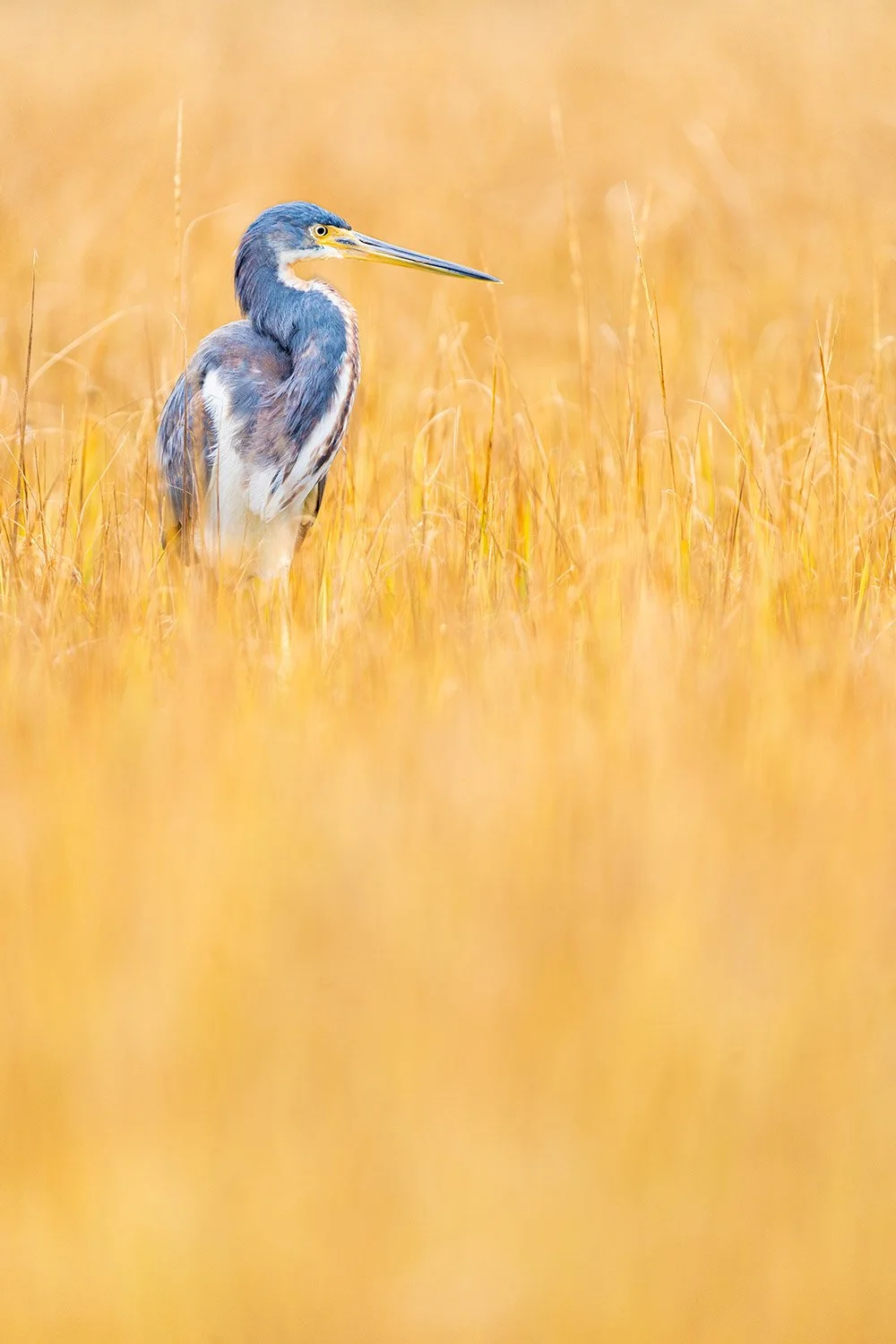Tricolored Heron. Hilton Head Island, SC.