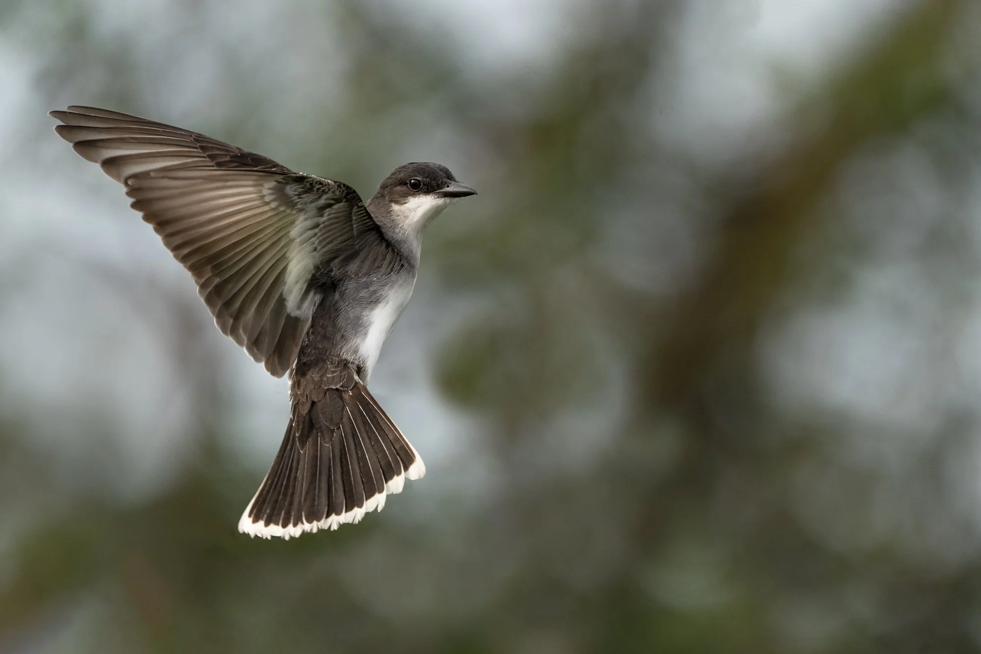 A King bird hovers while hunting. South Carolina.