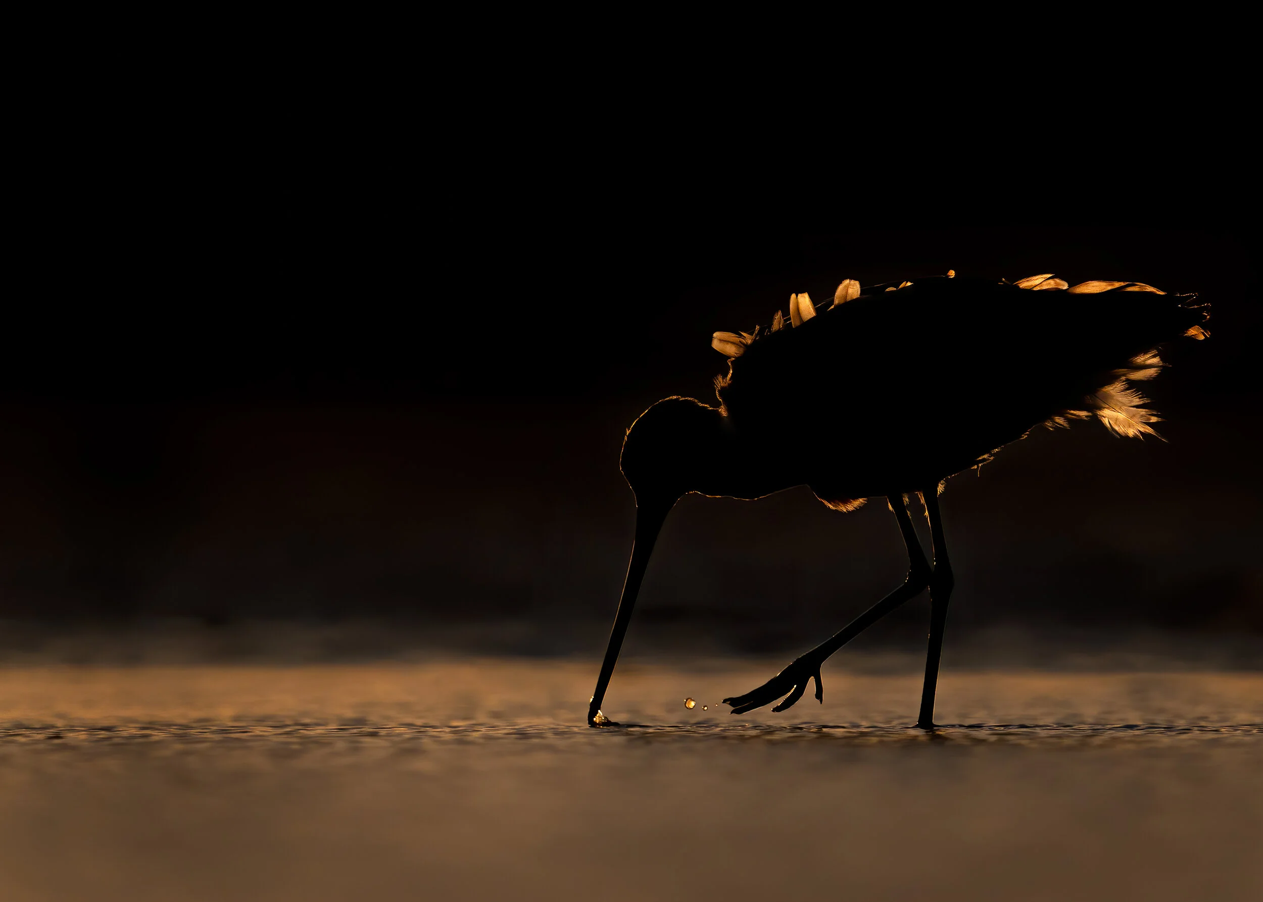 Marbled godwit in the glow of the setting sun. Hilton Head Island, South Carolina 