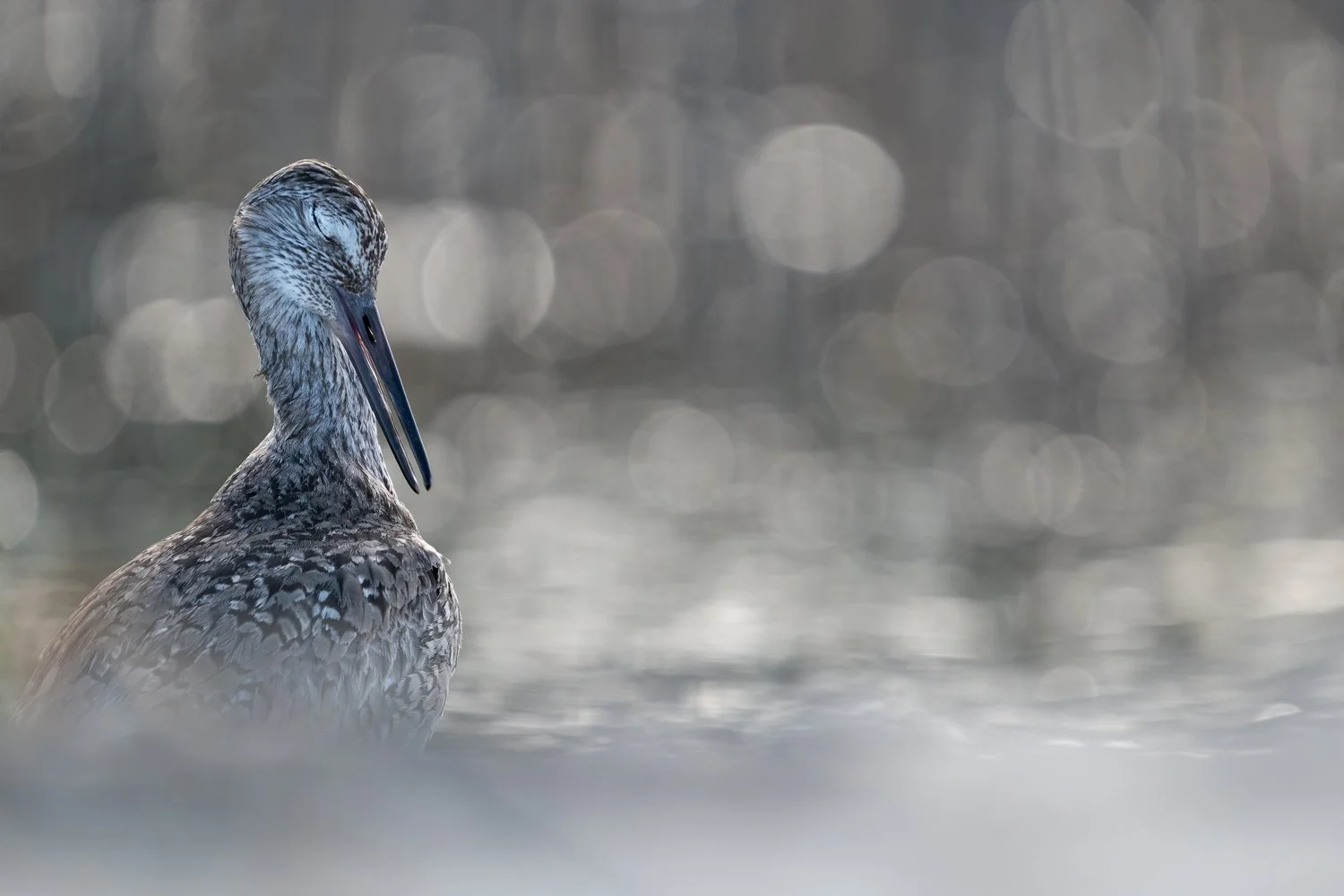 A Willet preening. South Carolina 