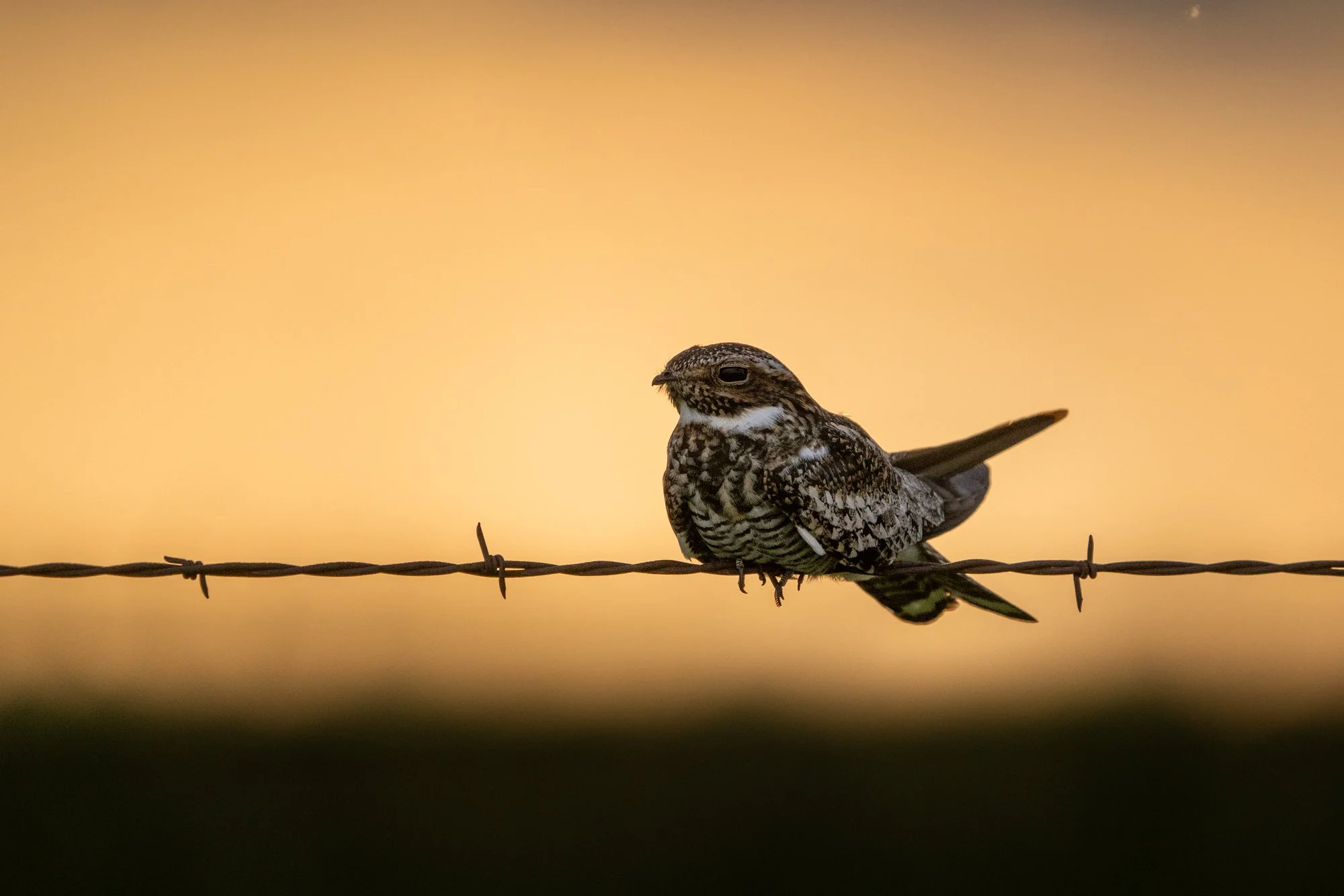 Common Nighthawk perched on barbed wire. Central Kansas