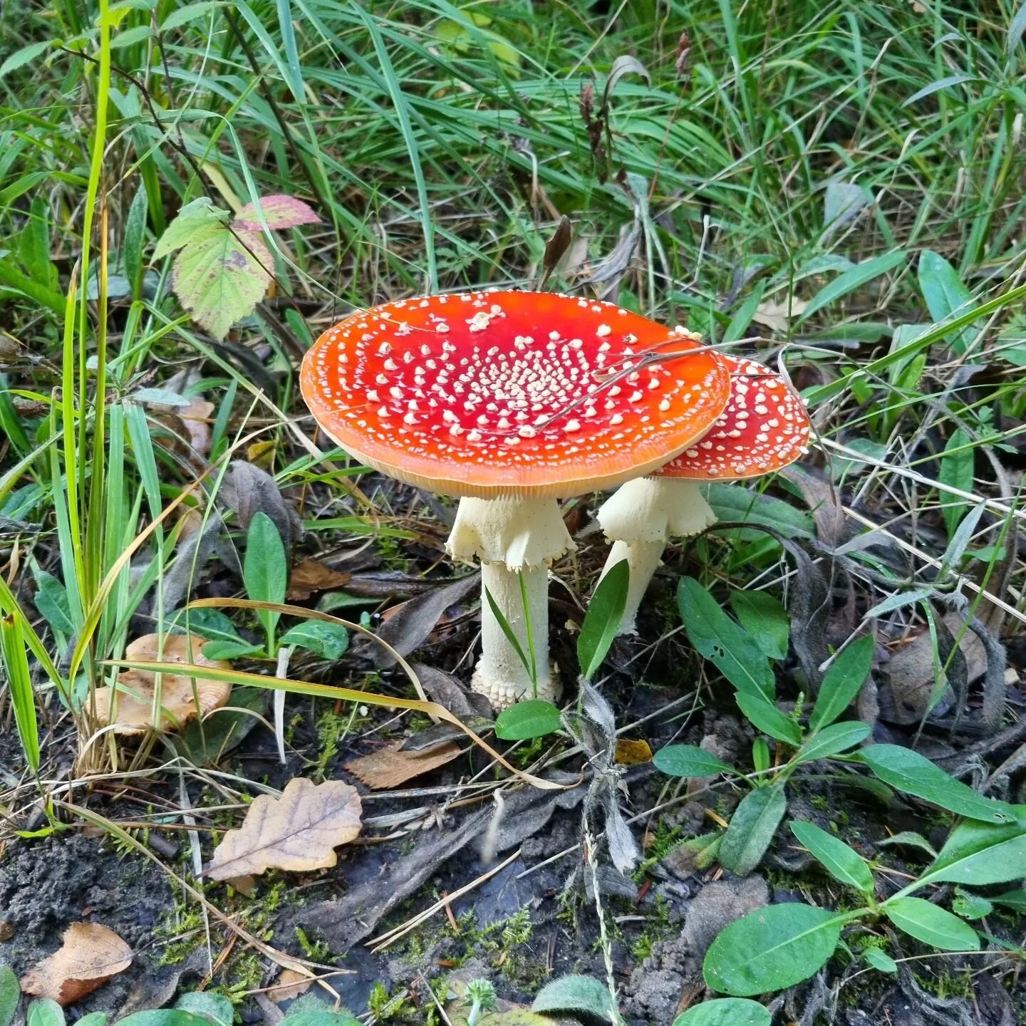 Was out for an evening walk and saw the most perfect toadstool ive ever seen in my life.

Disclaimer: this may not actually be a toadstool, but, its sure pretty.