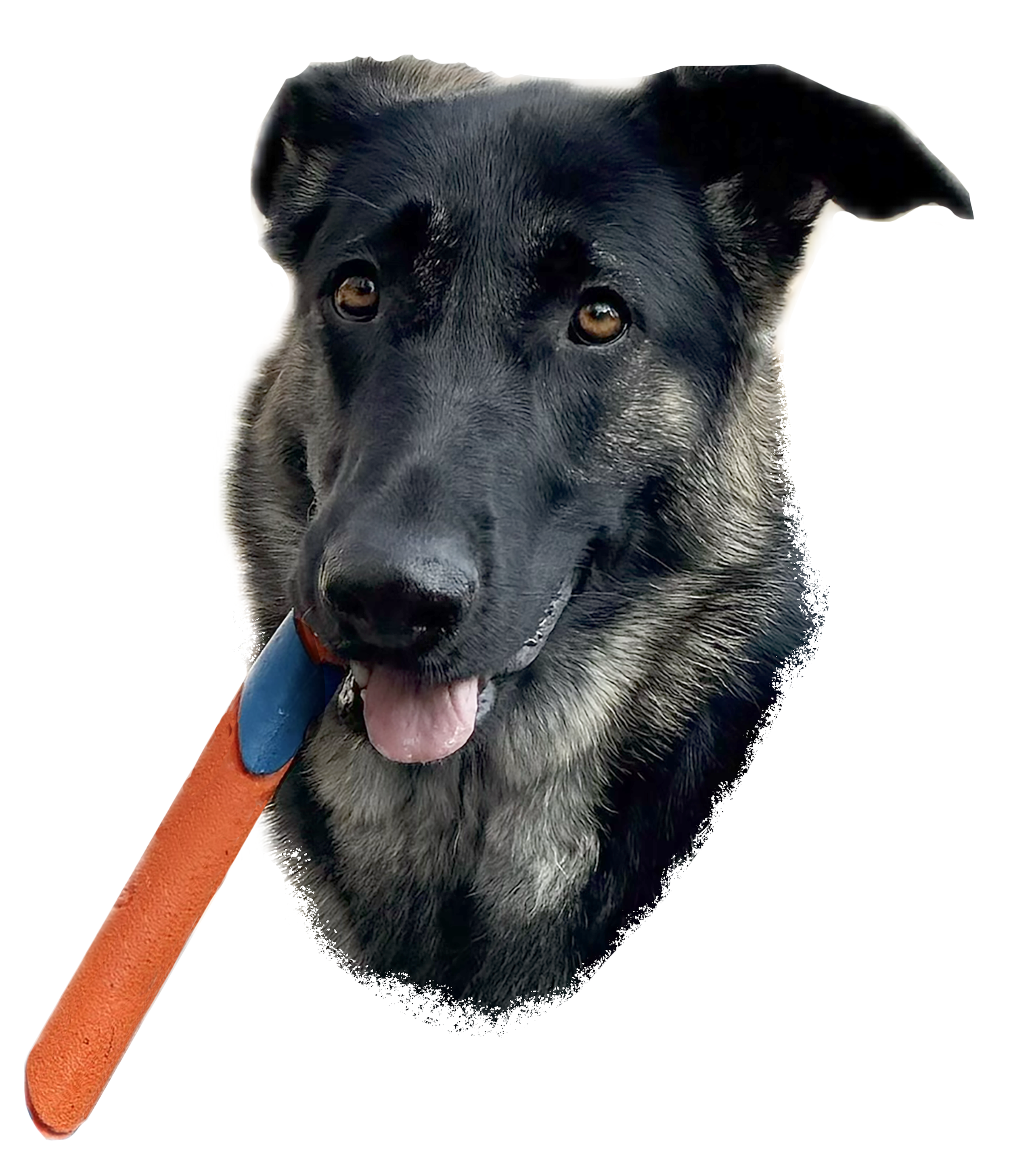 Close-up of a black and gray dog with brown eyes and a tongue out, holding an orange and blue toy in its mouth.