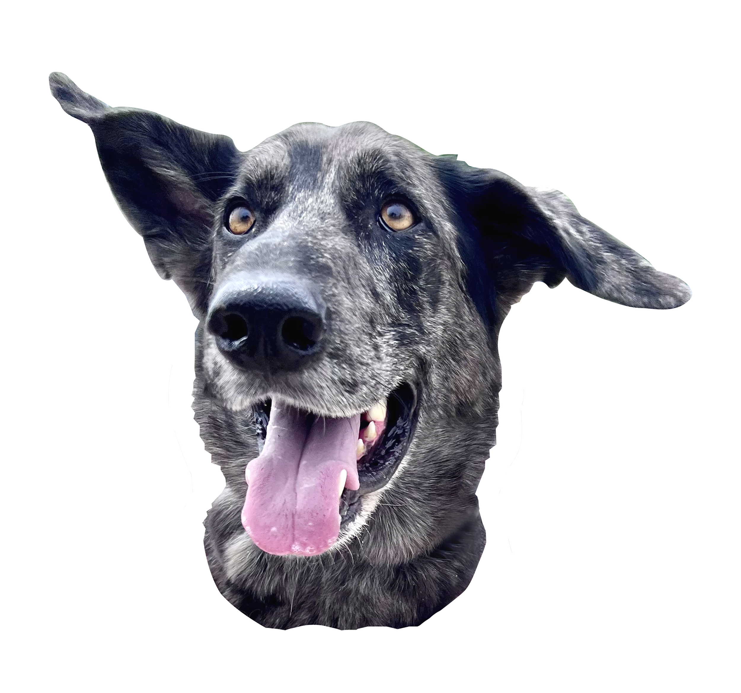 Close-up of a black and gray dog with yellow eyes, its tongue sticking out, and ears perked up.