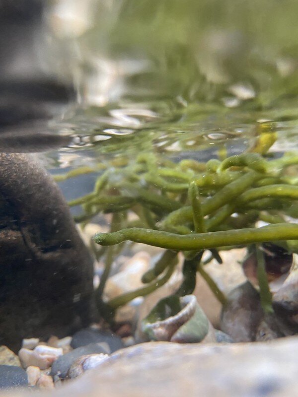 Water Clarity Working Group