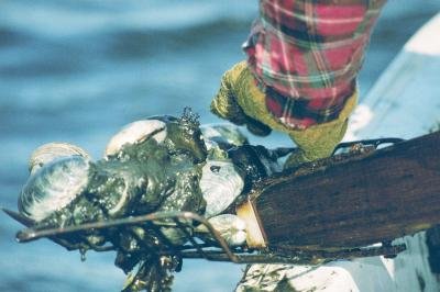 Clean Water and Quahogs: Changes in Narragansett Bay