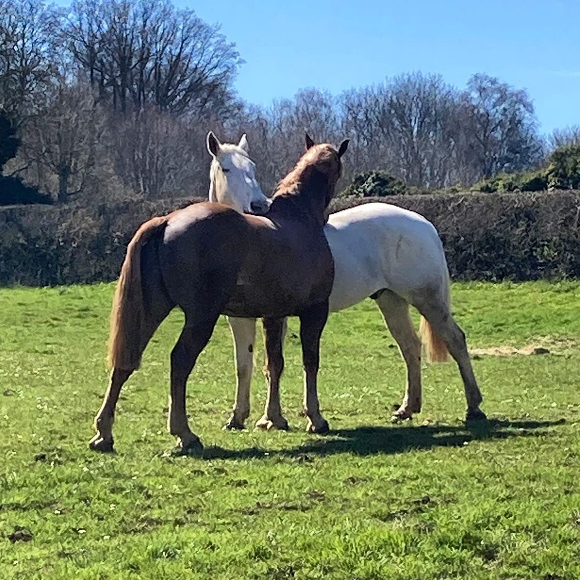 Hunt horses enjoying the &lsquo;spring scratch&rsquo; - could watch them do this for hours. #timewasters #spring #horsesofinstagram #horsesoffacebook #huntinglife #sunshine #atlast
