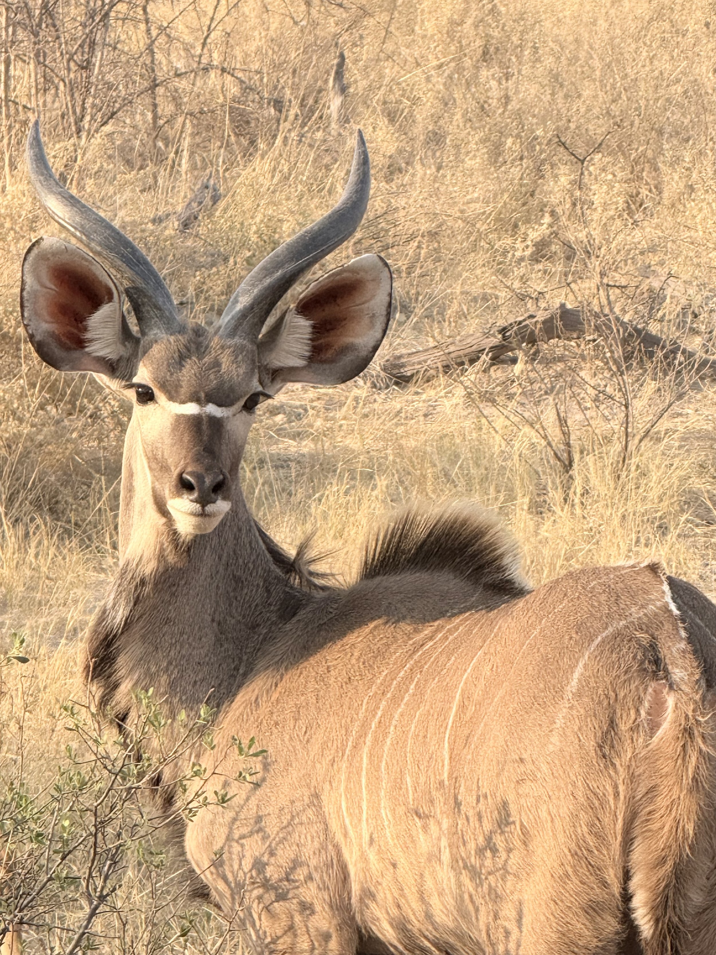 Botswana Safari Yoga Retreat