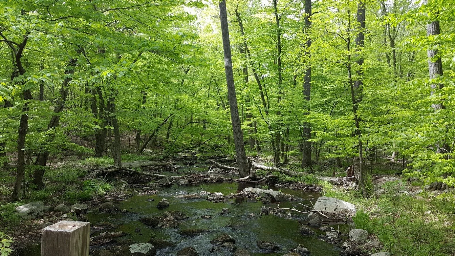 Ramapo Res 5.17.16 4.jpg