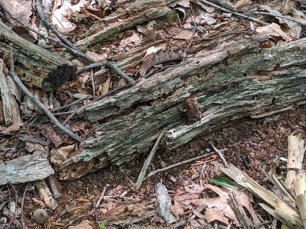 Hey, my little Woods Toad friend!