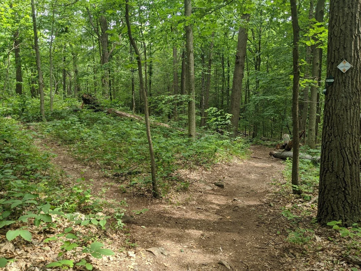 Headed back down via the Creek trail. You can clearly see which trail is more popular by it's width and overgrowth.