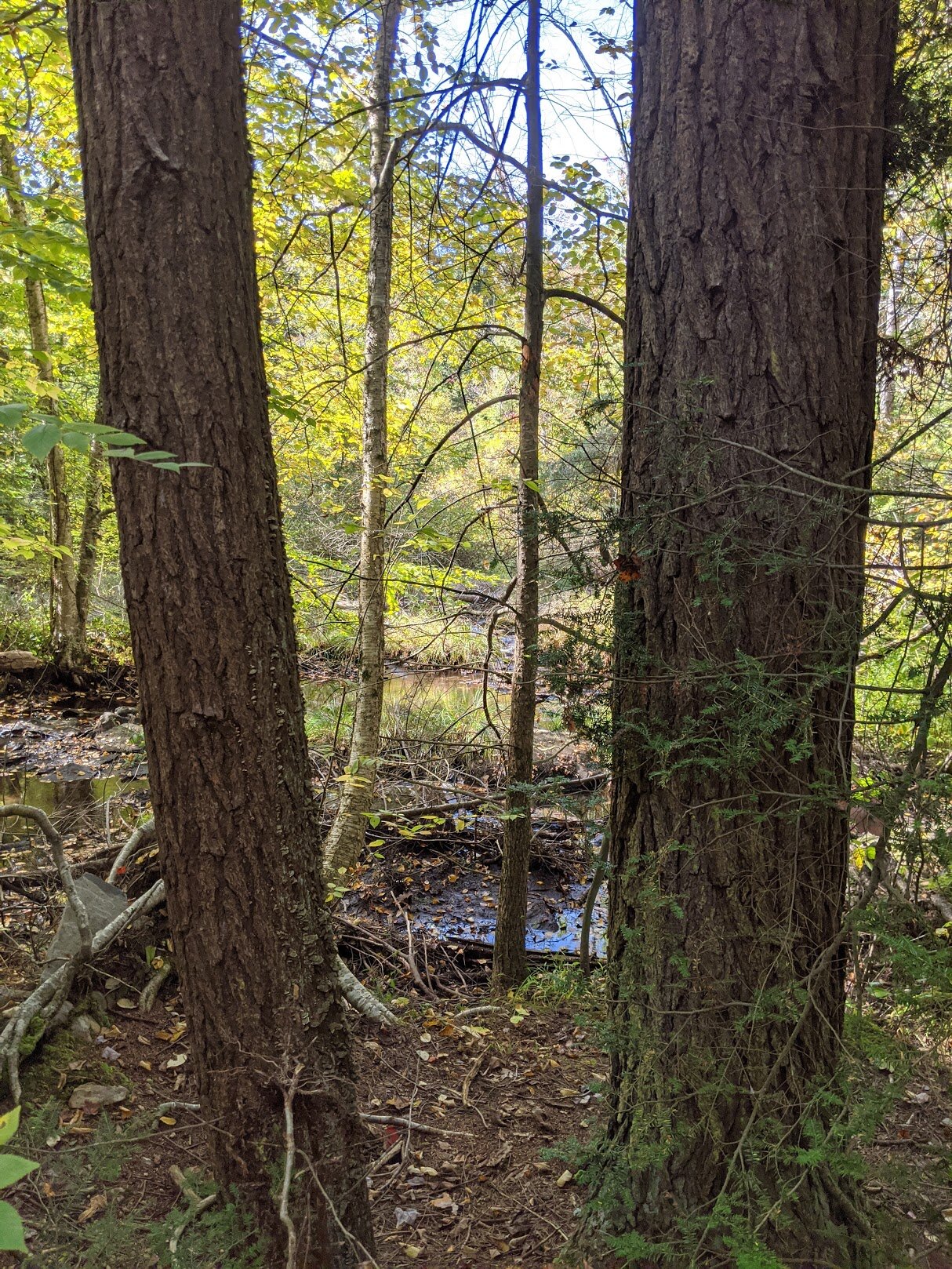 Mossmans Brook actually originates from Greenwood Lake and feeds into Clinton Reservoir. Its size is directly correlated to spring thaw and rain, and it frequently floods.