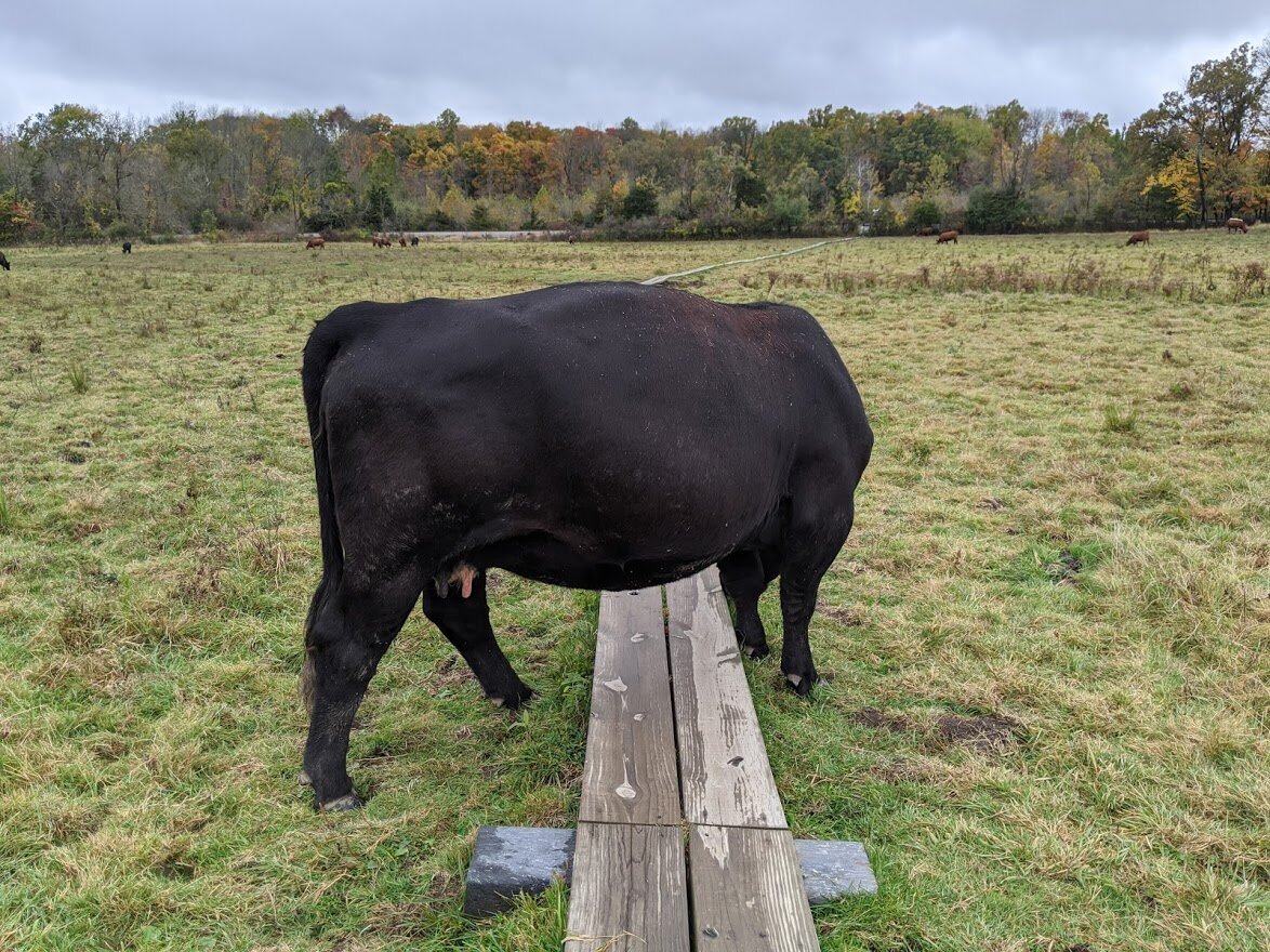 AT Cows 10.13.20 10.jpg