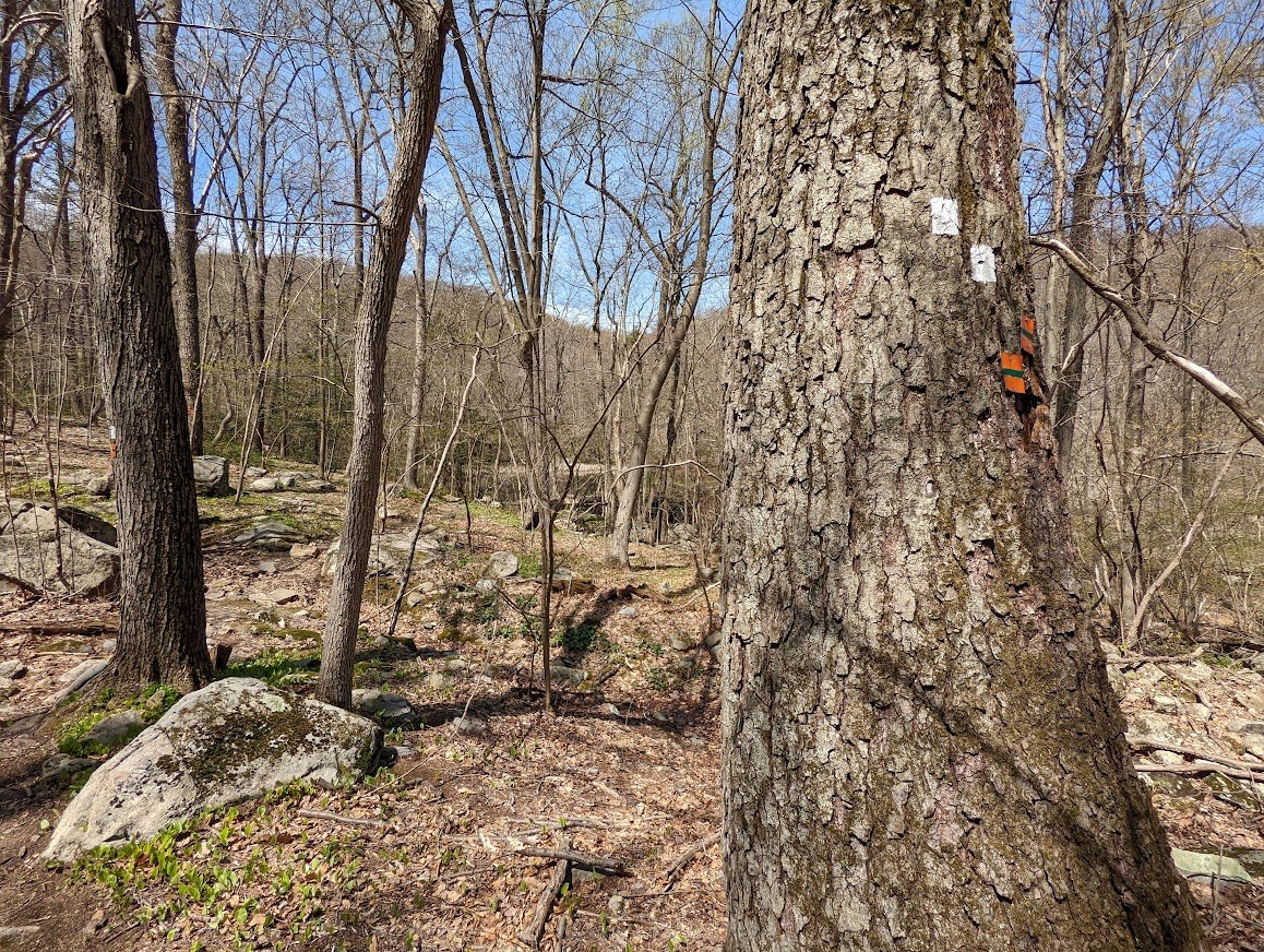 AT the 0.4 mile mark, the Wildcat Mountain trail (white blaze) splits off from the Townsend trail (orange blaze)