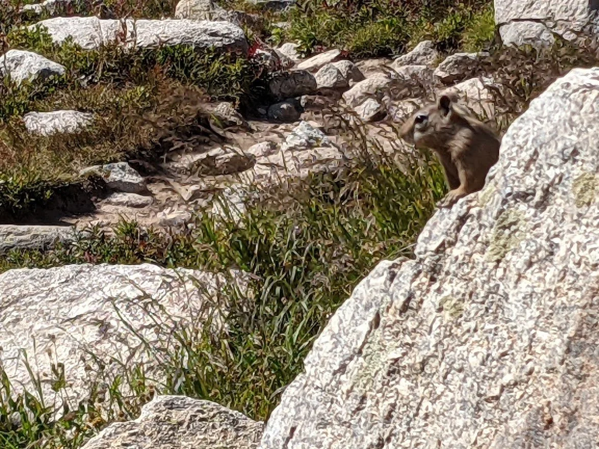Aren't they adorable?? They were everywhere!