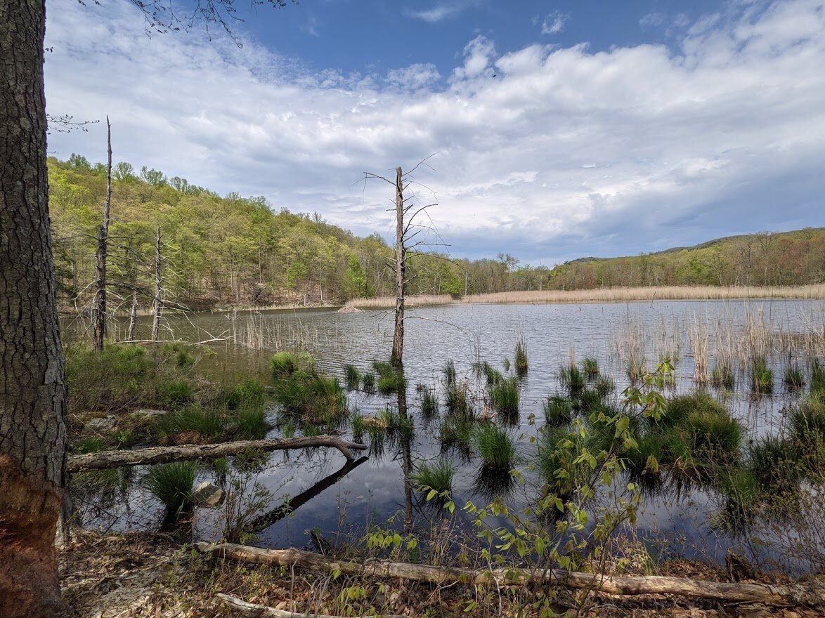 The beaver lodge is relatively close to this end of the pond, but still a very safe distance from the shoreline and predators that wait there.