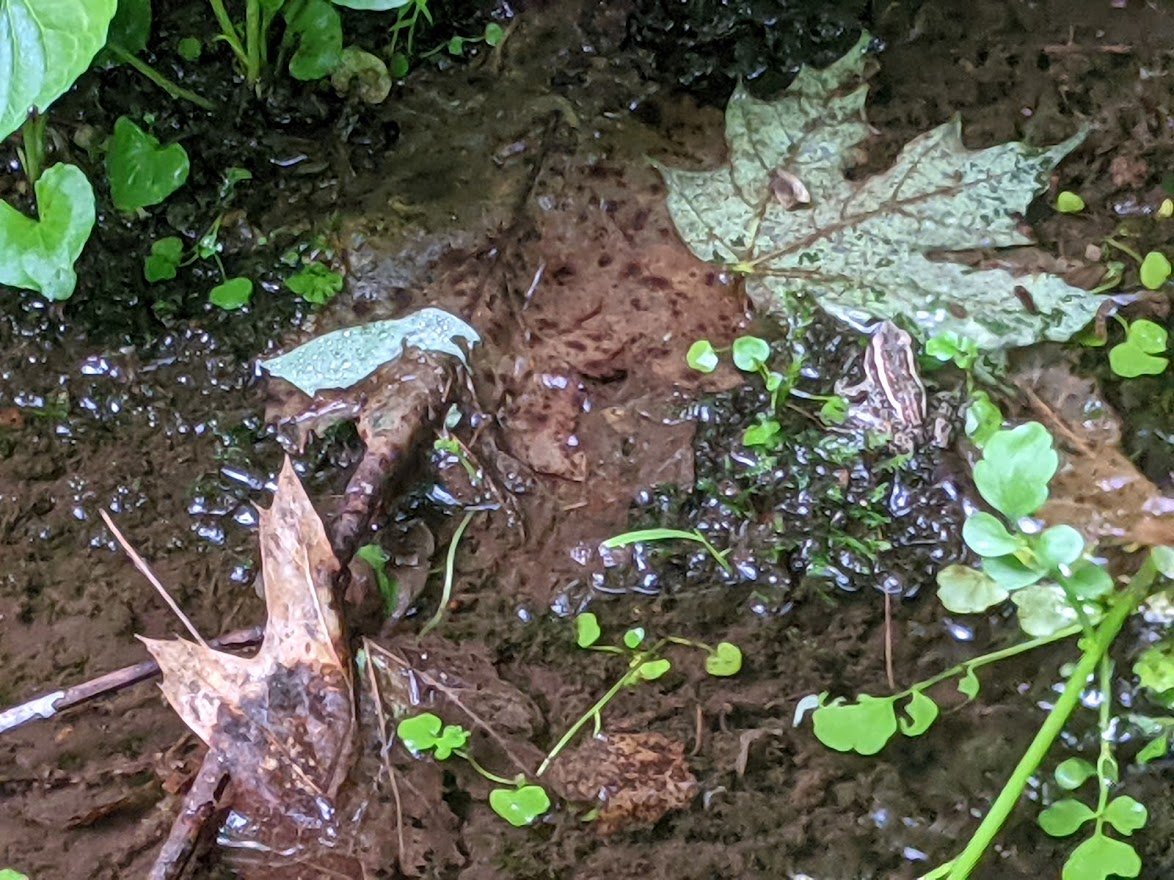 And hello, little Frog!