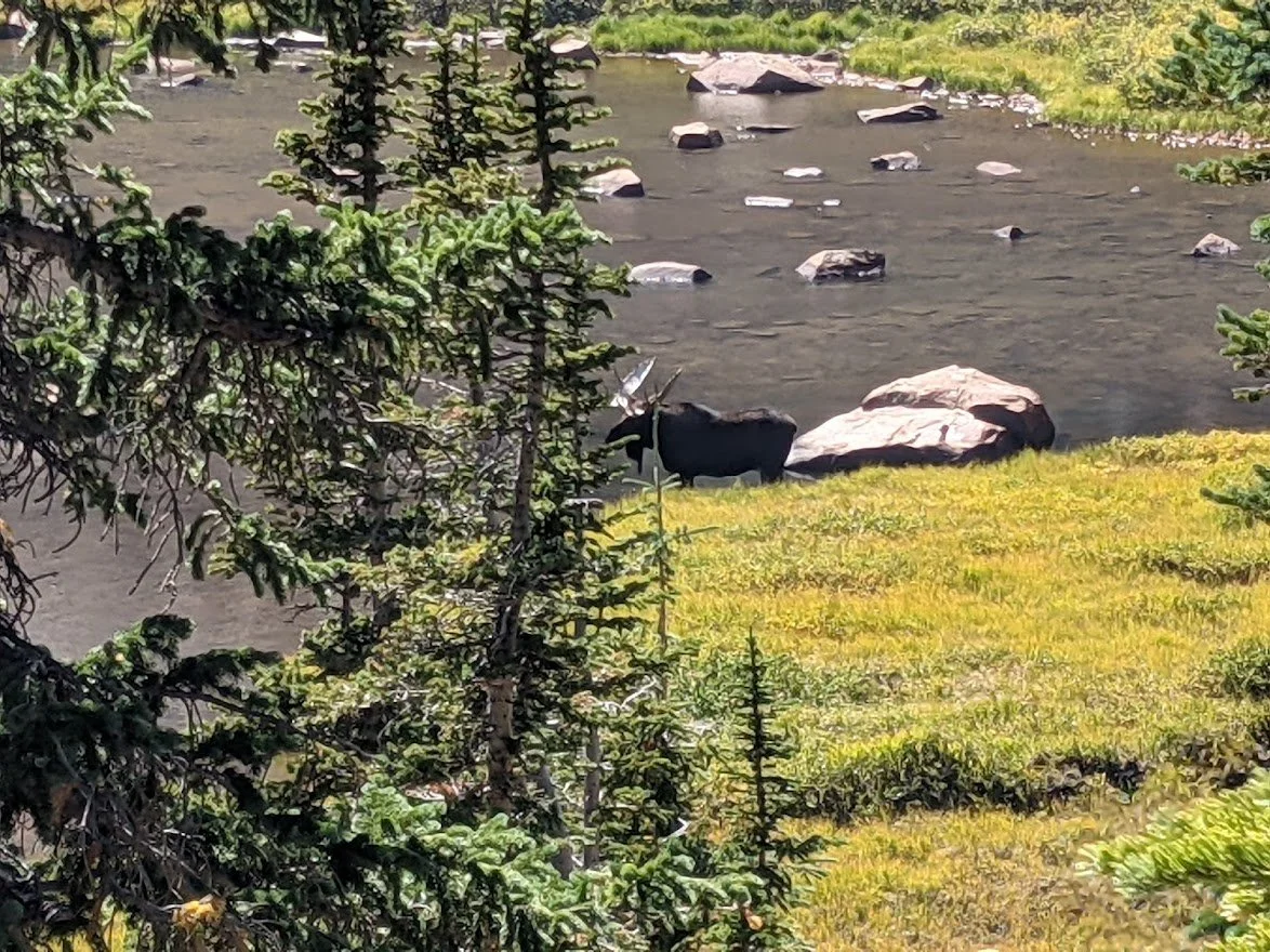 .... for there was a moose in the distance at the next lake!