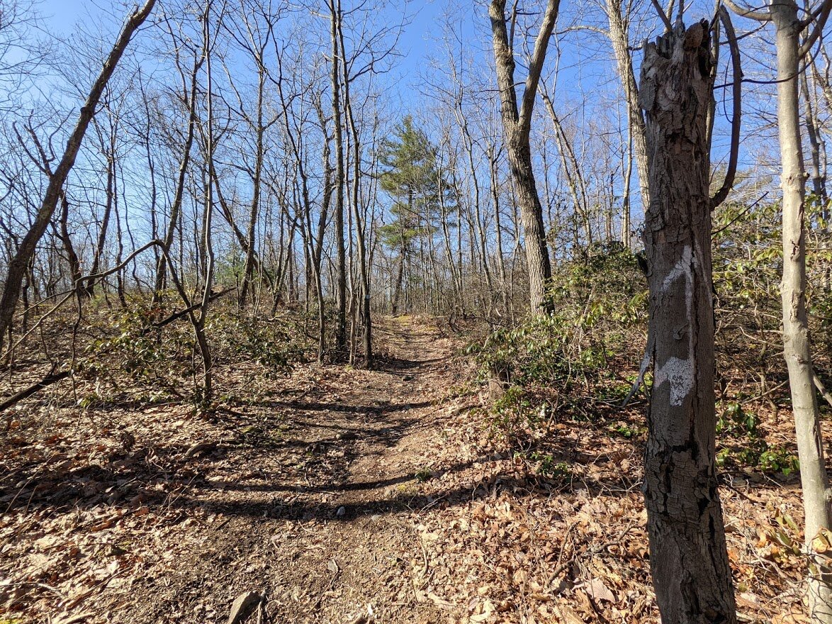 There is a mix of trail widths throughout the new Tapawingo: woods road, wide track, single track, and barely there at all brand spankin' new track!