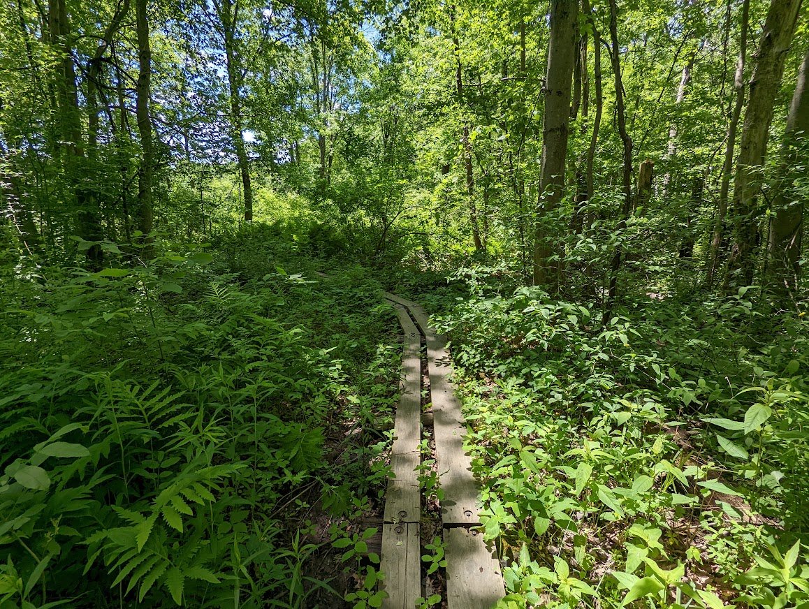 Typical boardwalk found all over northern NJ to protect the delicate wetland ecosystem 