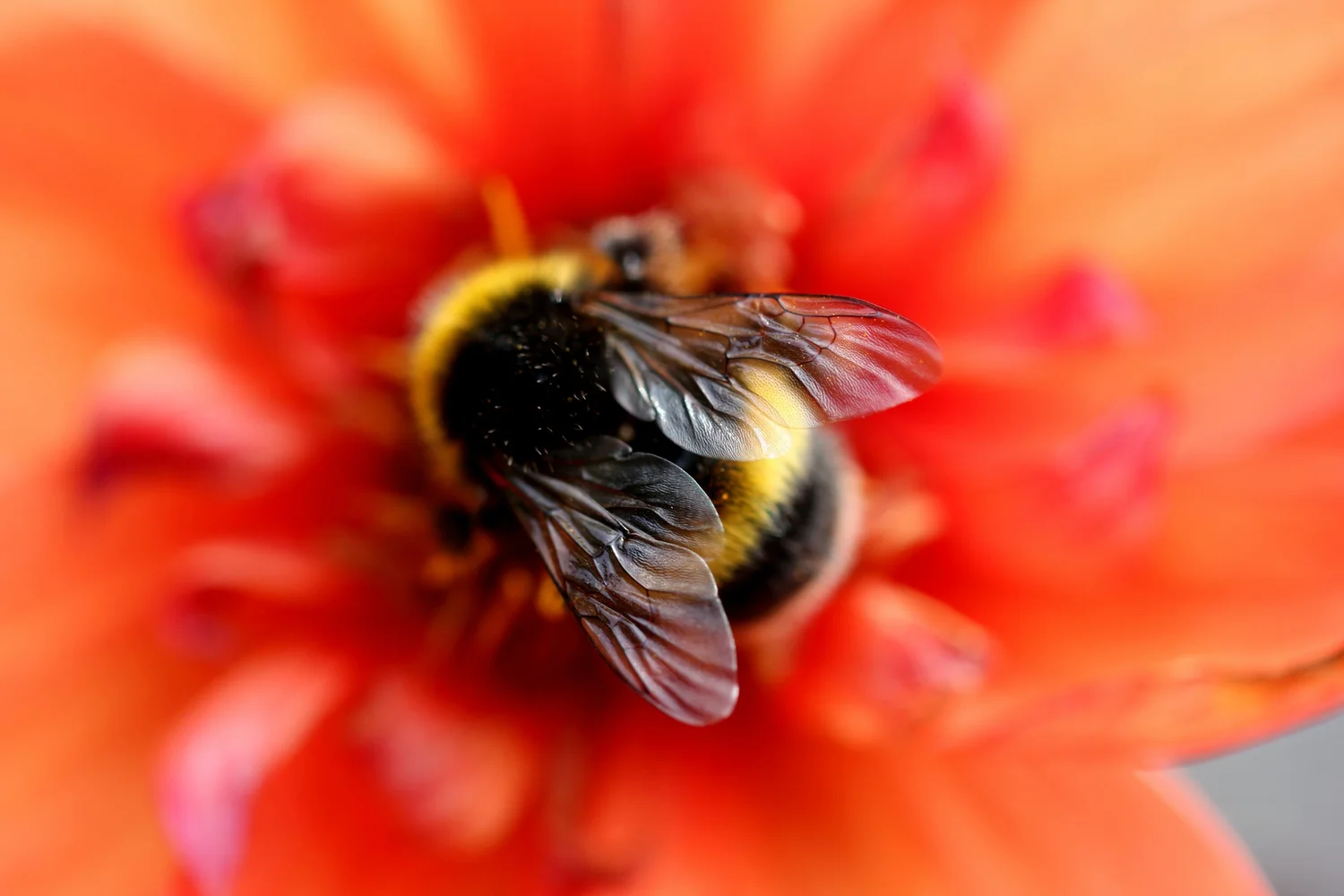 Bumblebees — The Honey Bee Society