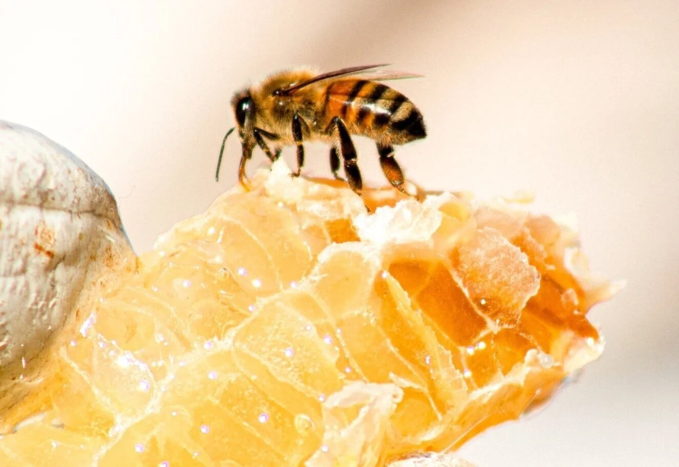 The Honey Bee Society Home