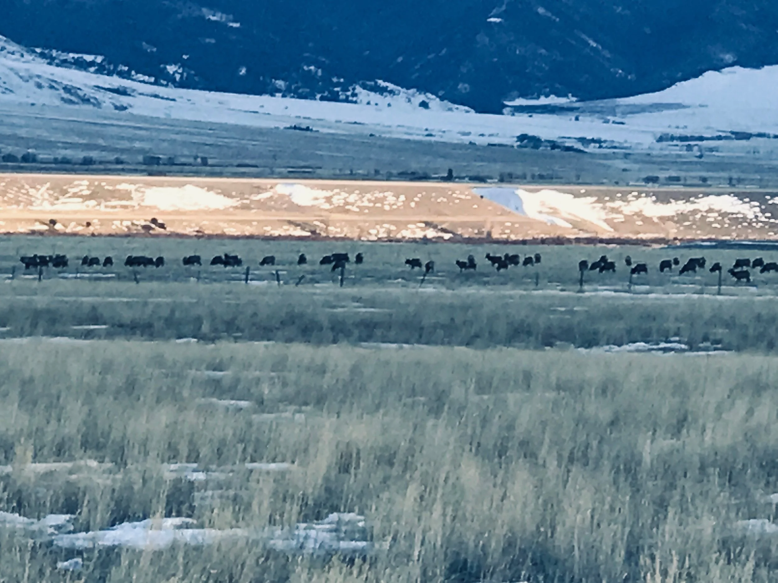 Blog 2 — Pronghorn Meadows